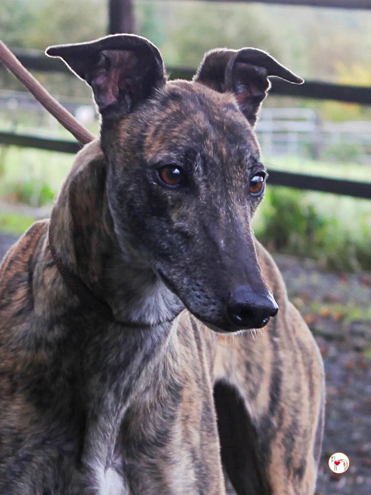 hayley grey adozione 27 1