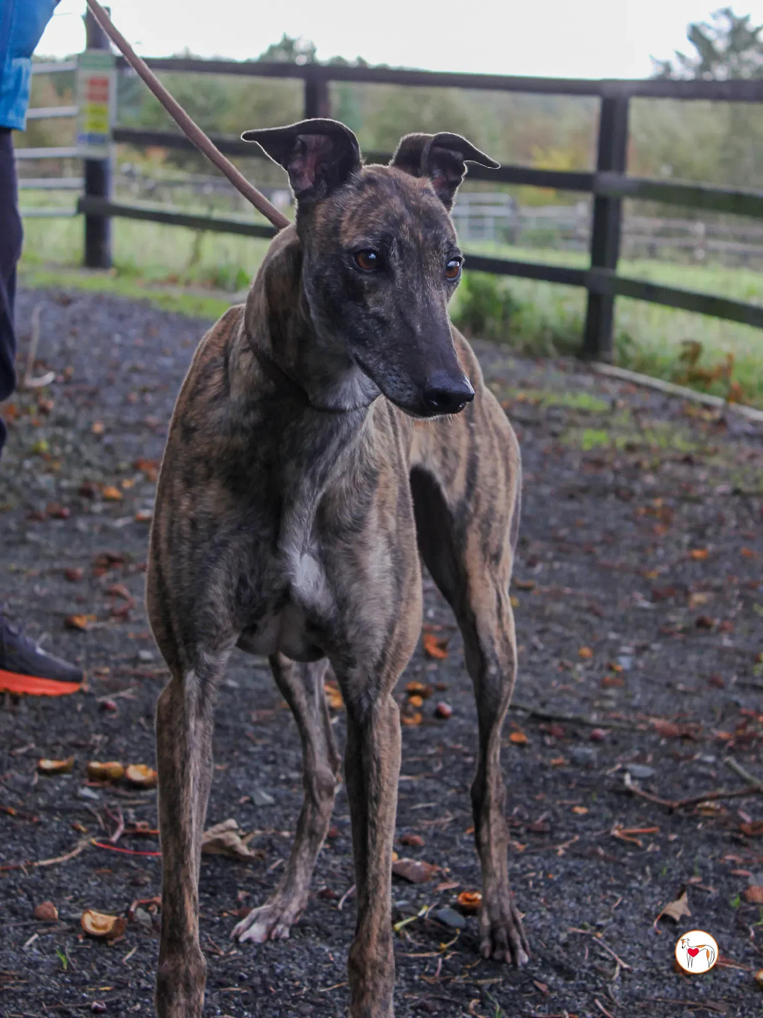 hayley grey adozione 28 1