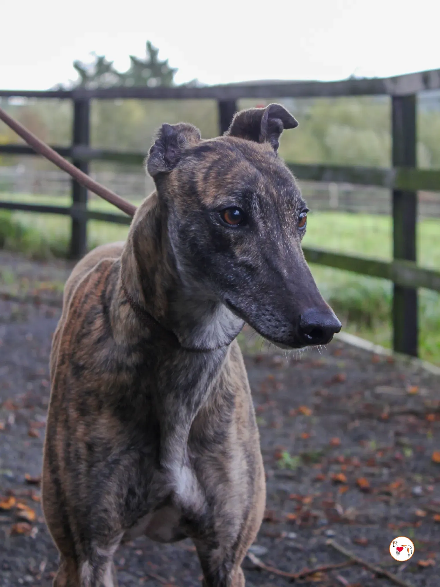 hayley grey adozione 29 1