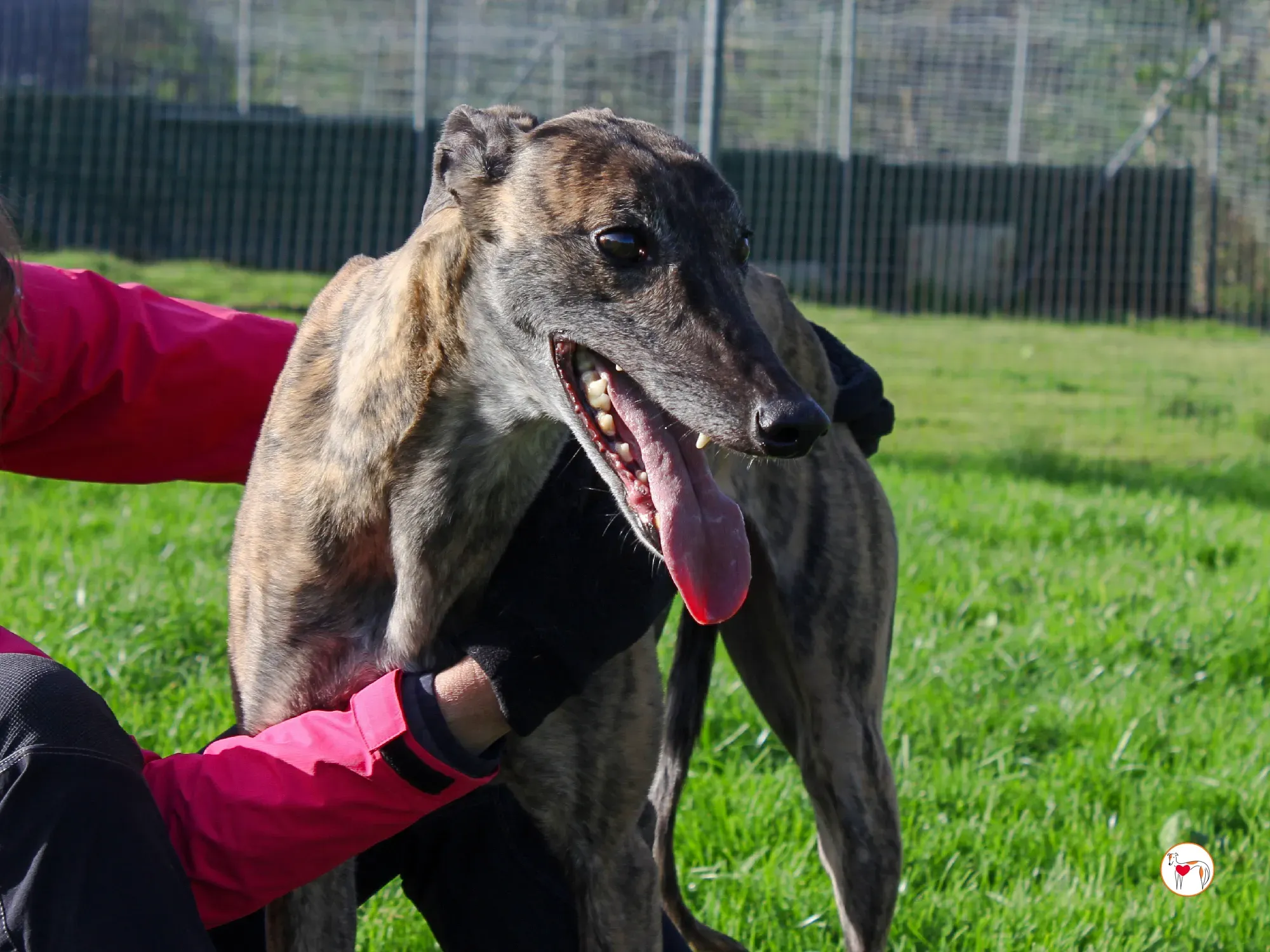 hayley grey adozione 3 1