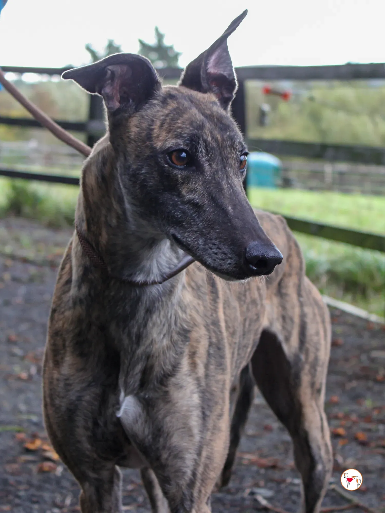 hayley grey adozione 30 1