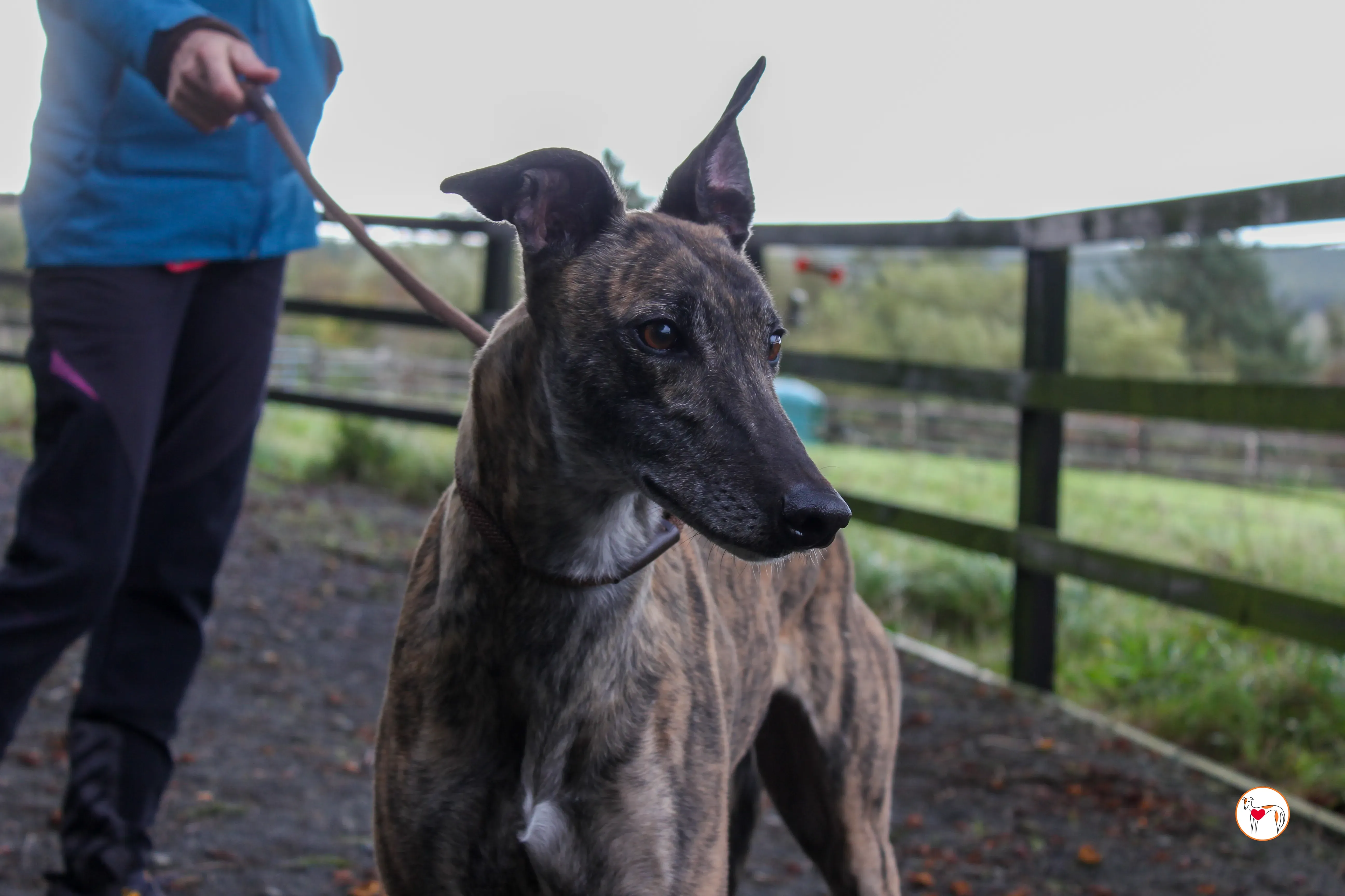 hayley grey adozione 31 1