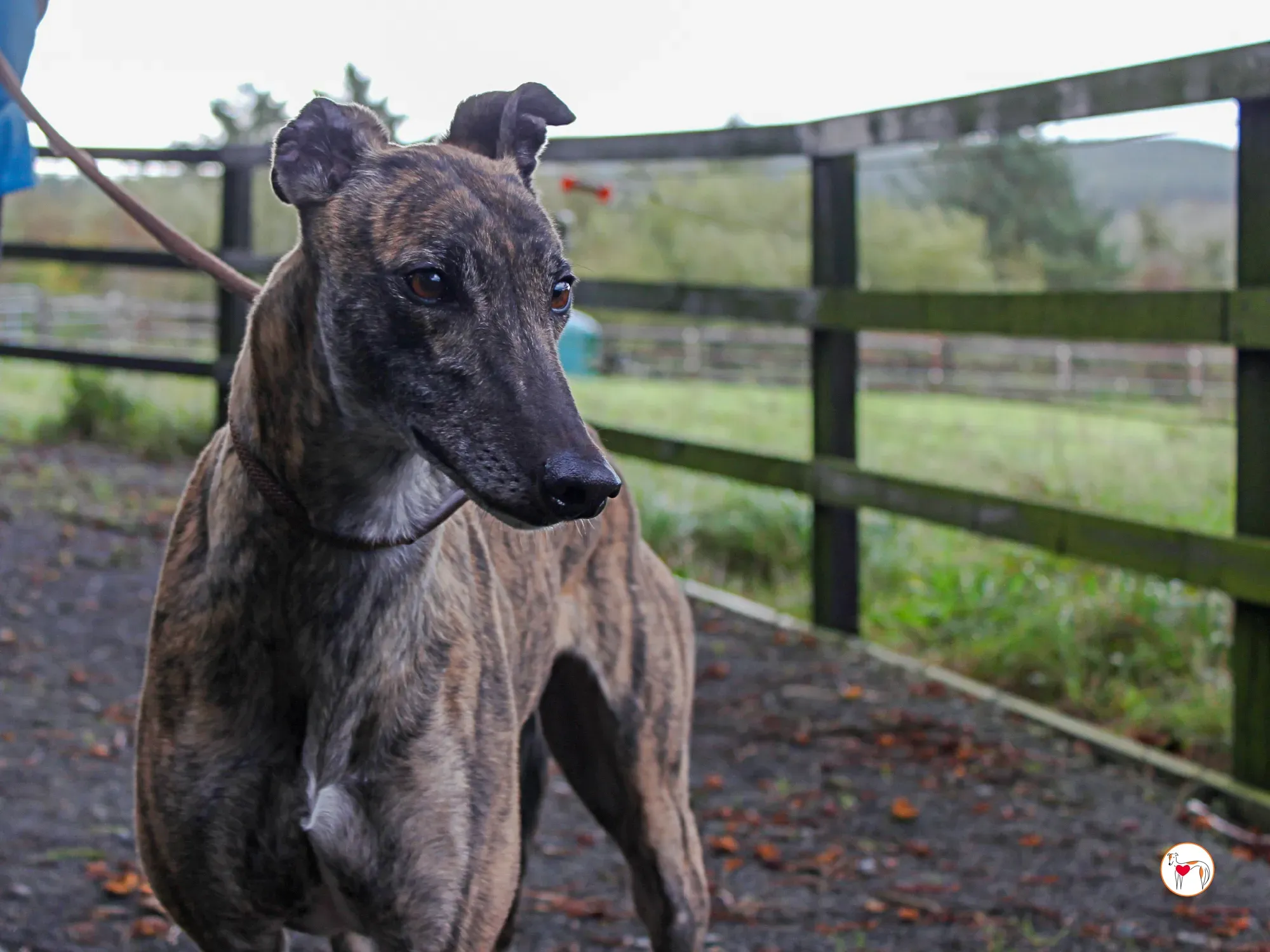 hayley grey adozione 32 1