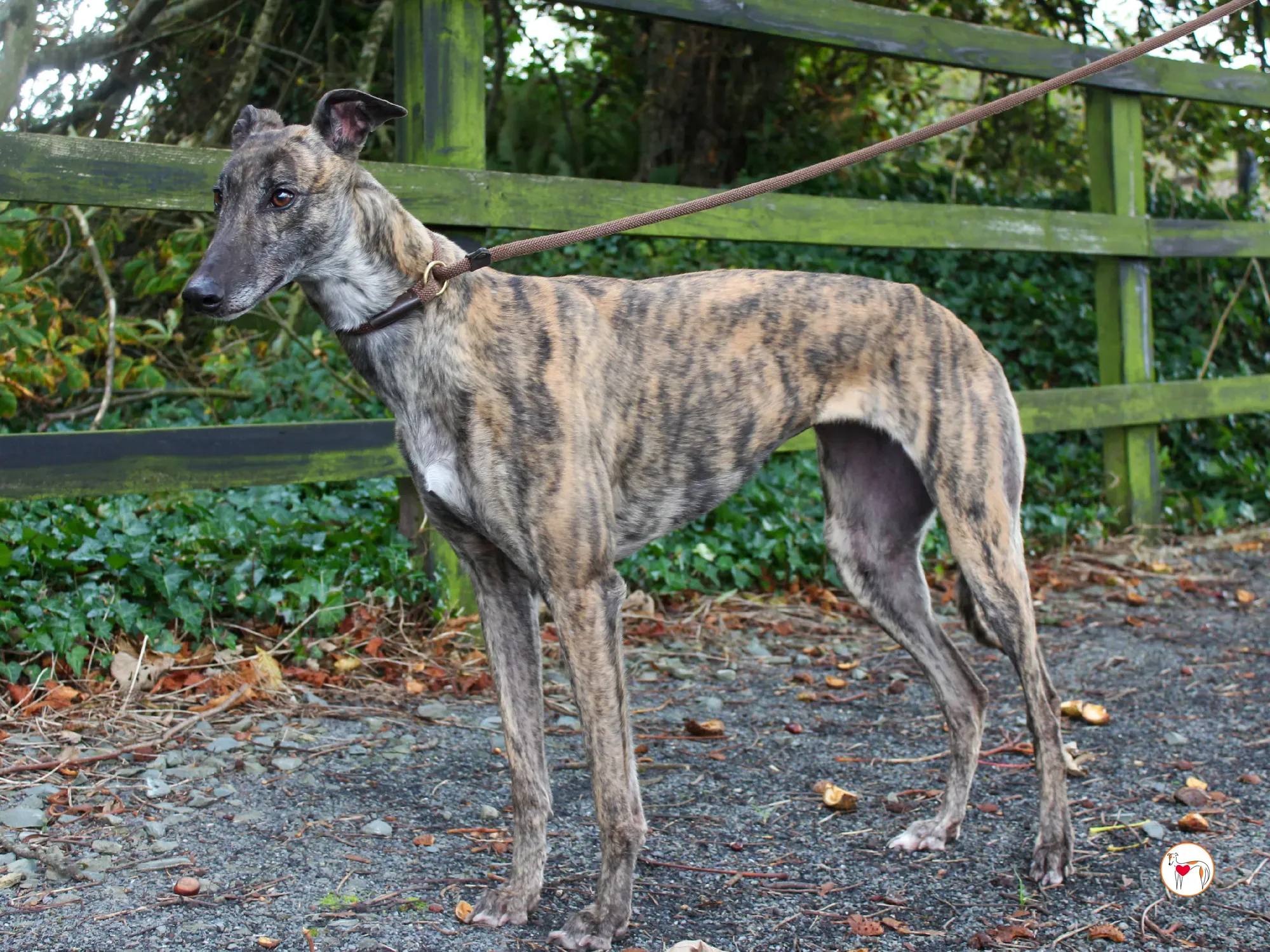 hayley grey adozione 33 1