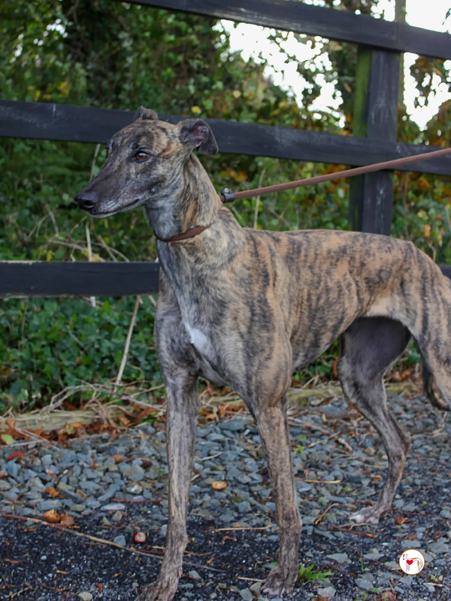 hayley grey adozione 34