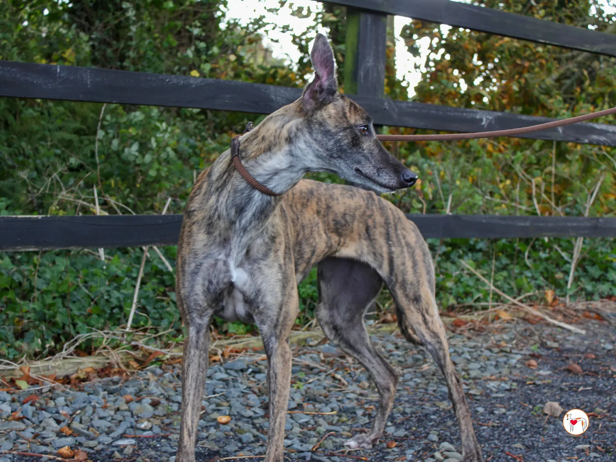 hayley grey adozione 35