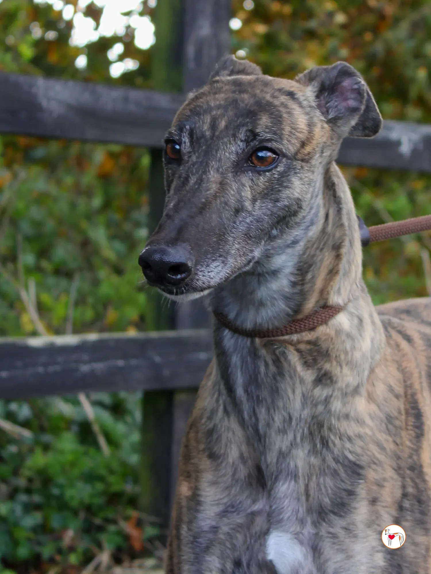 hayley grey adozione 36