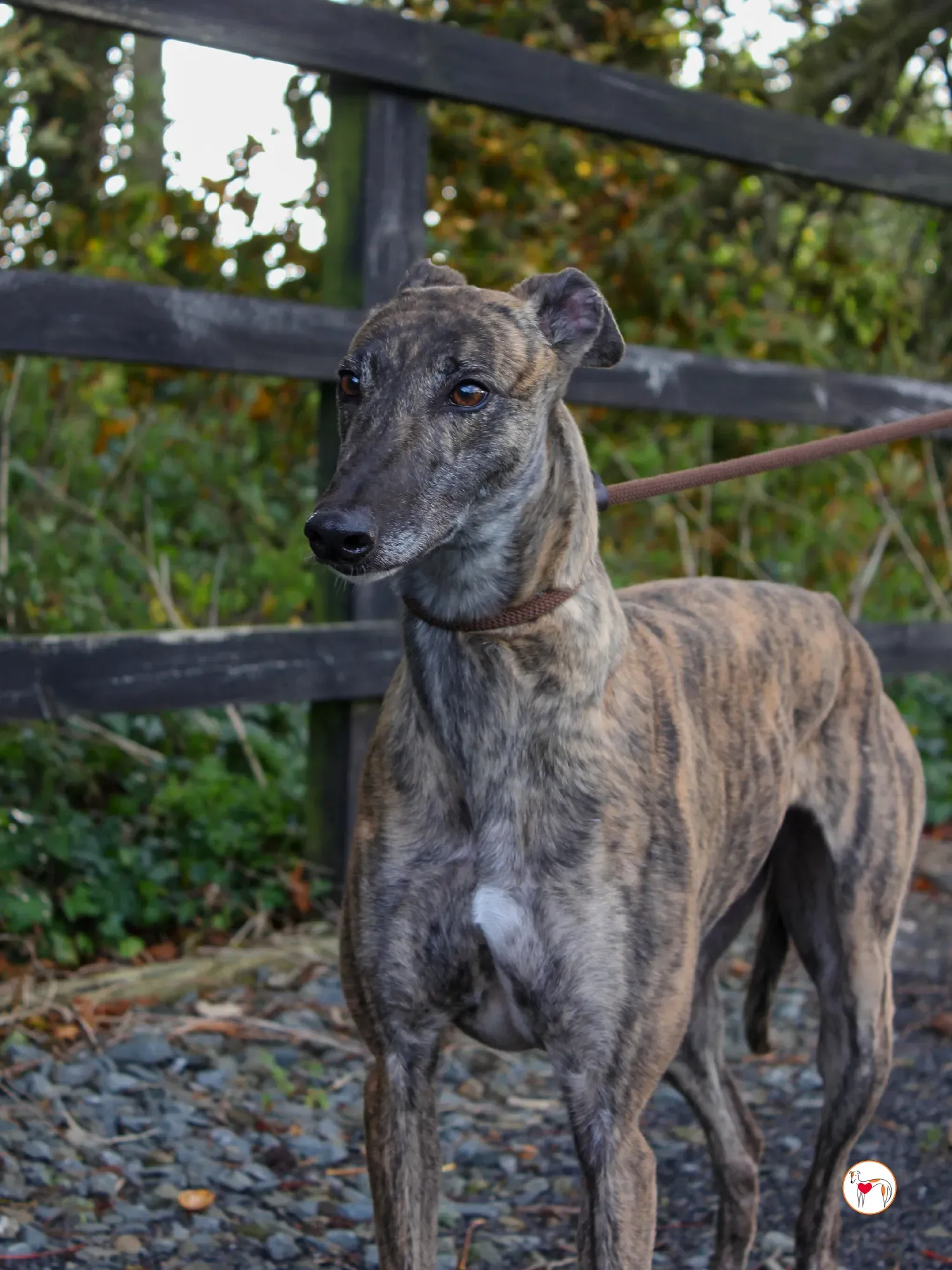 hayley grey adozione 37