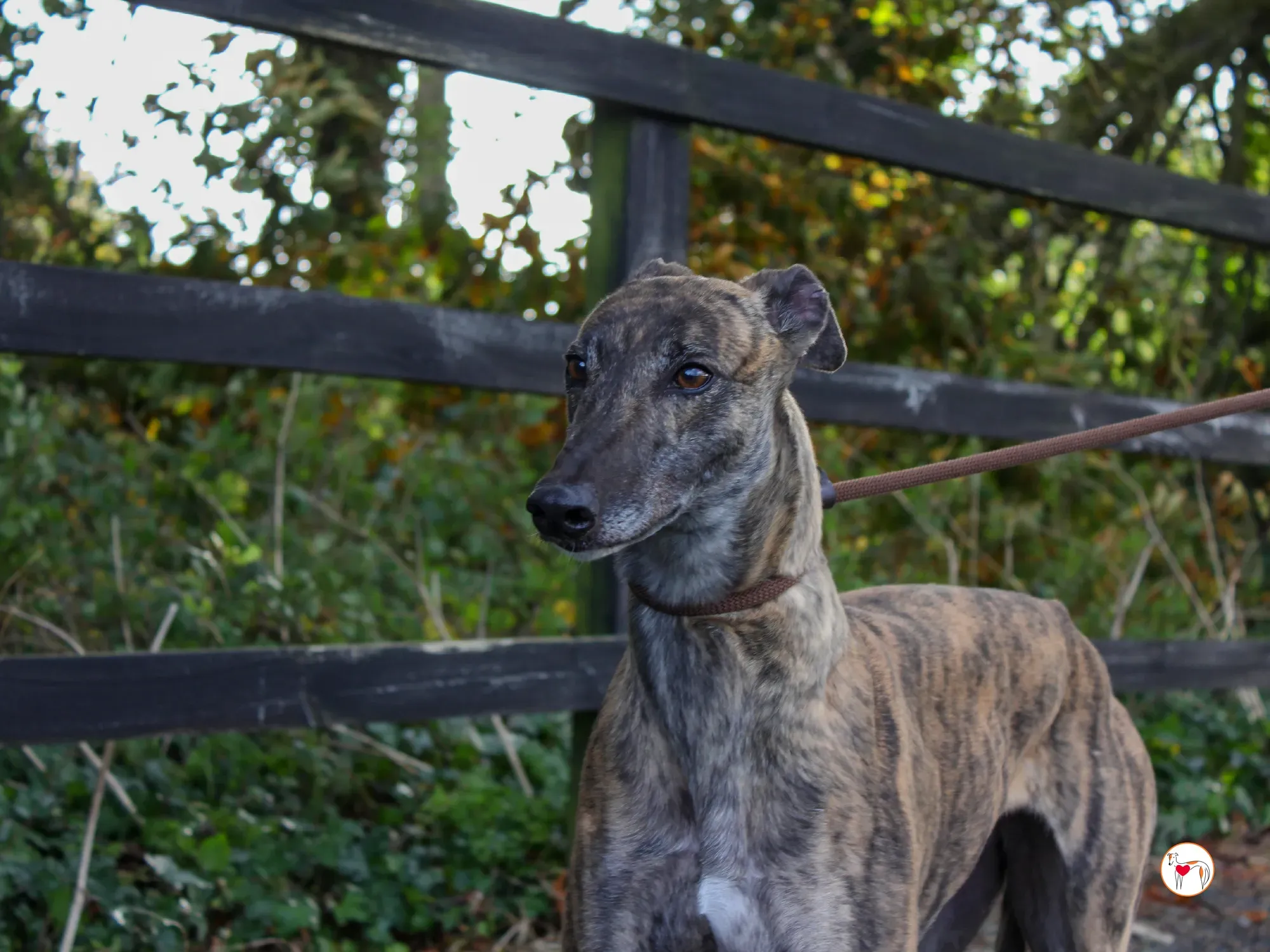 hayley grey adozione 38