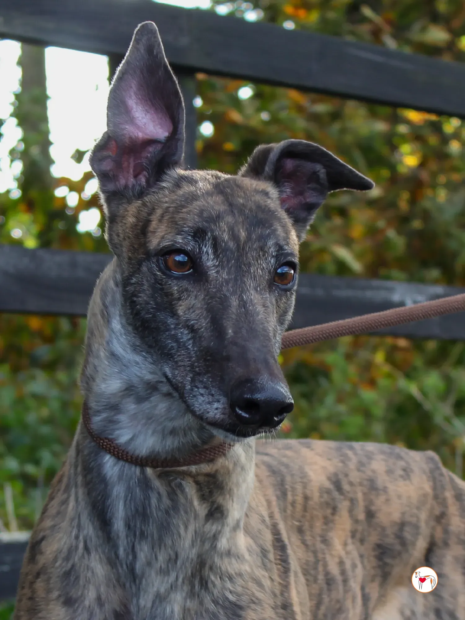 hayley grey adozione 39