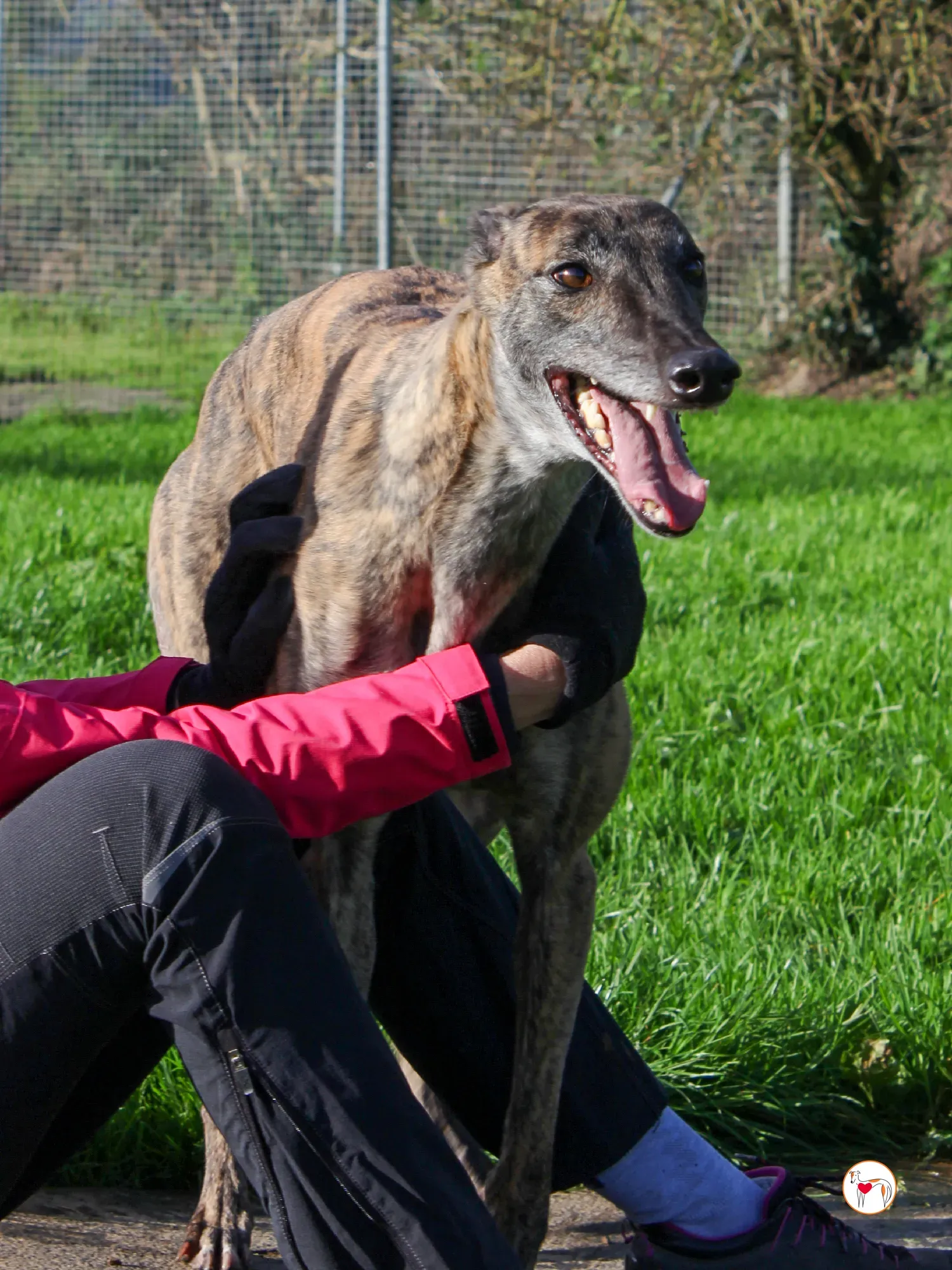 hayley grey adozione 4 1