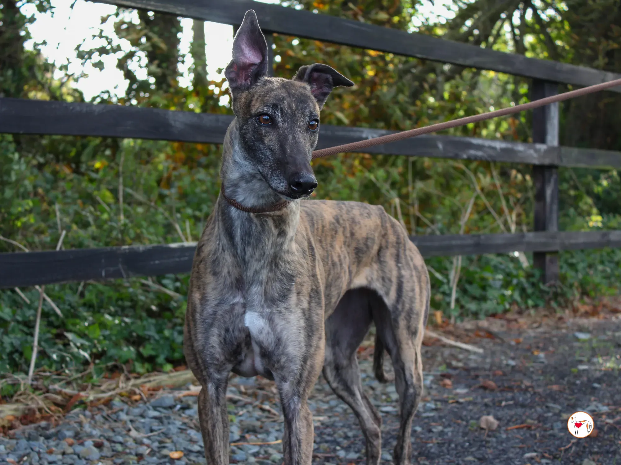 hayley grey adozione 40