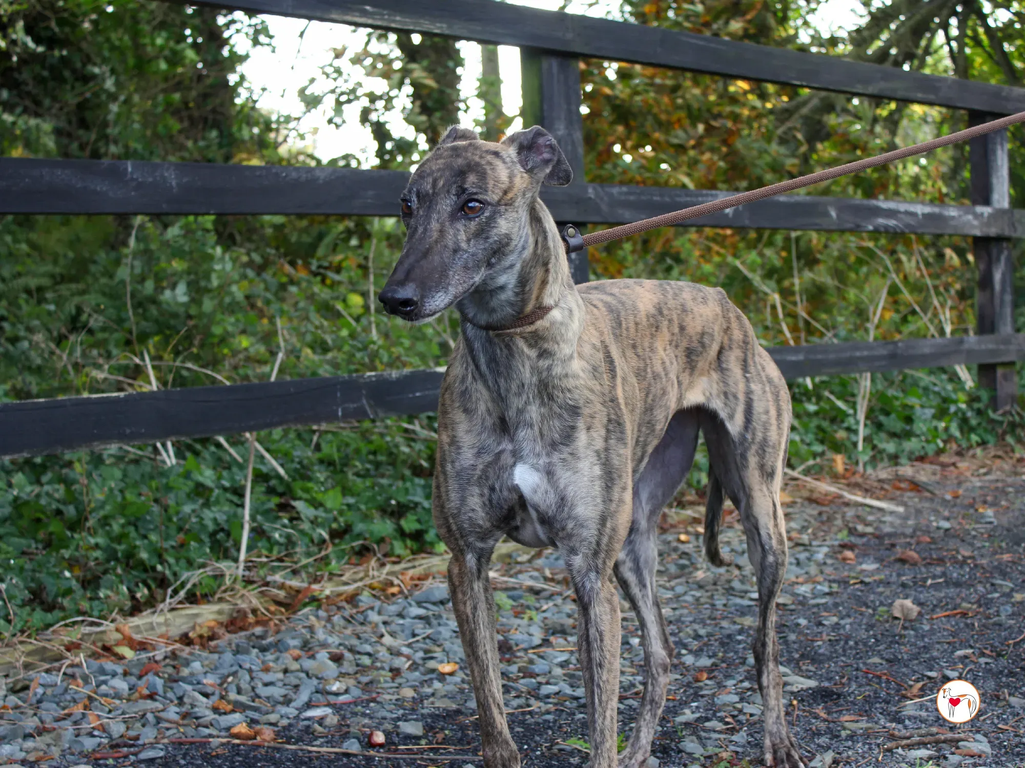 hayley grey adozione 41