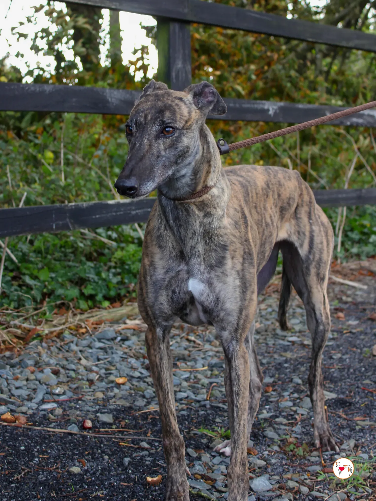 hayley grey adozione 42