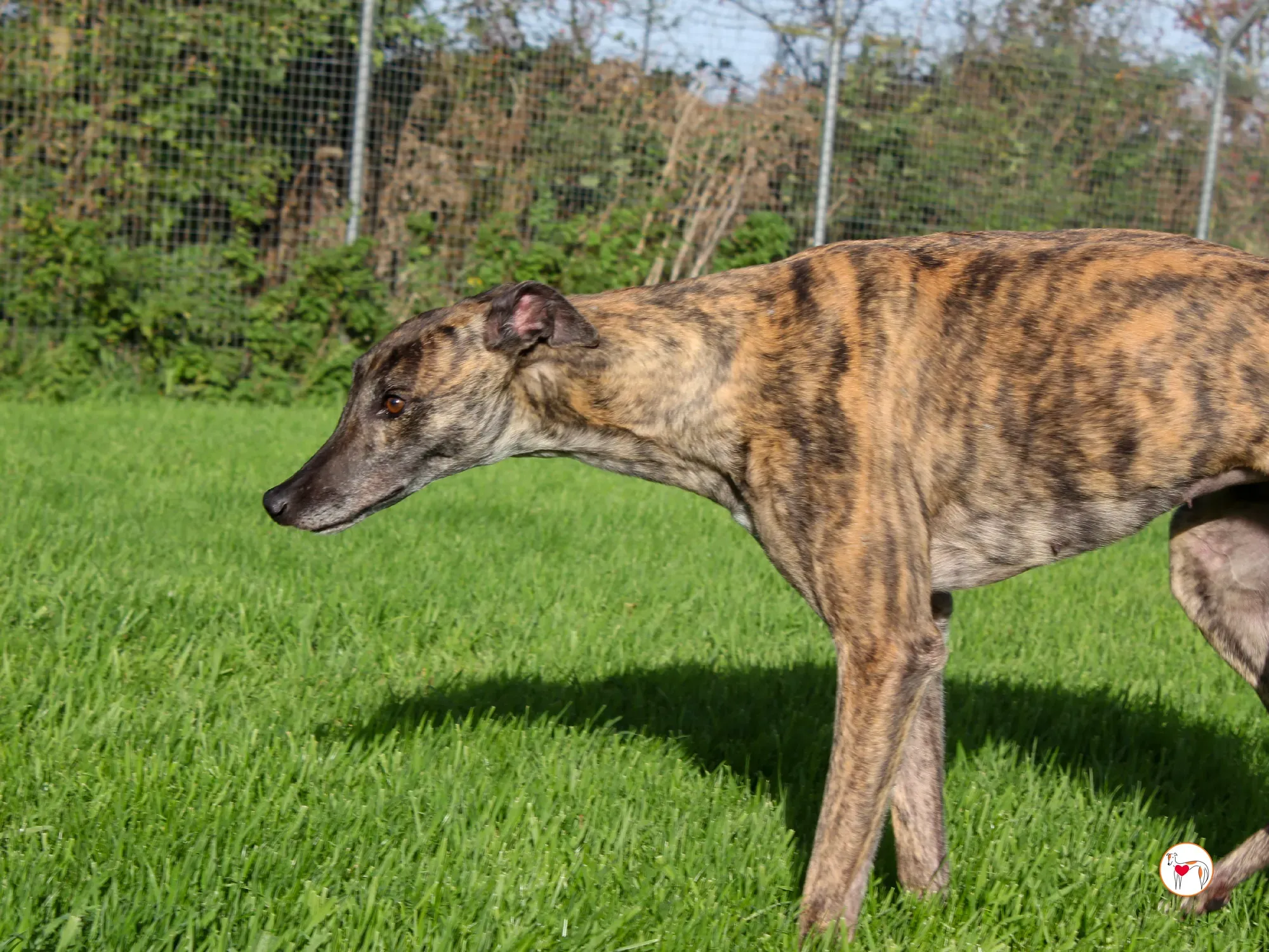 hayley grey adozione 5 1