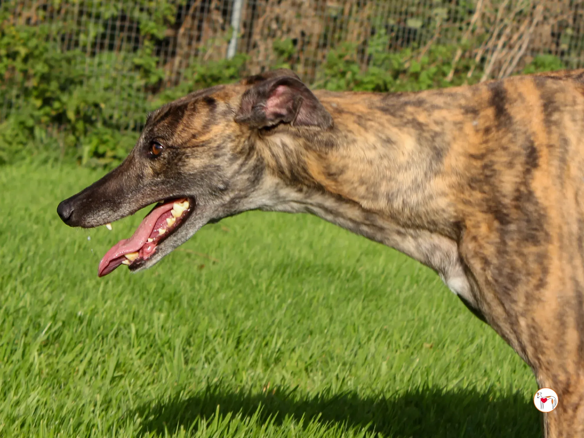 hayley grey adozione 6 1