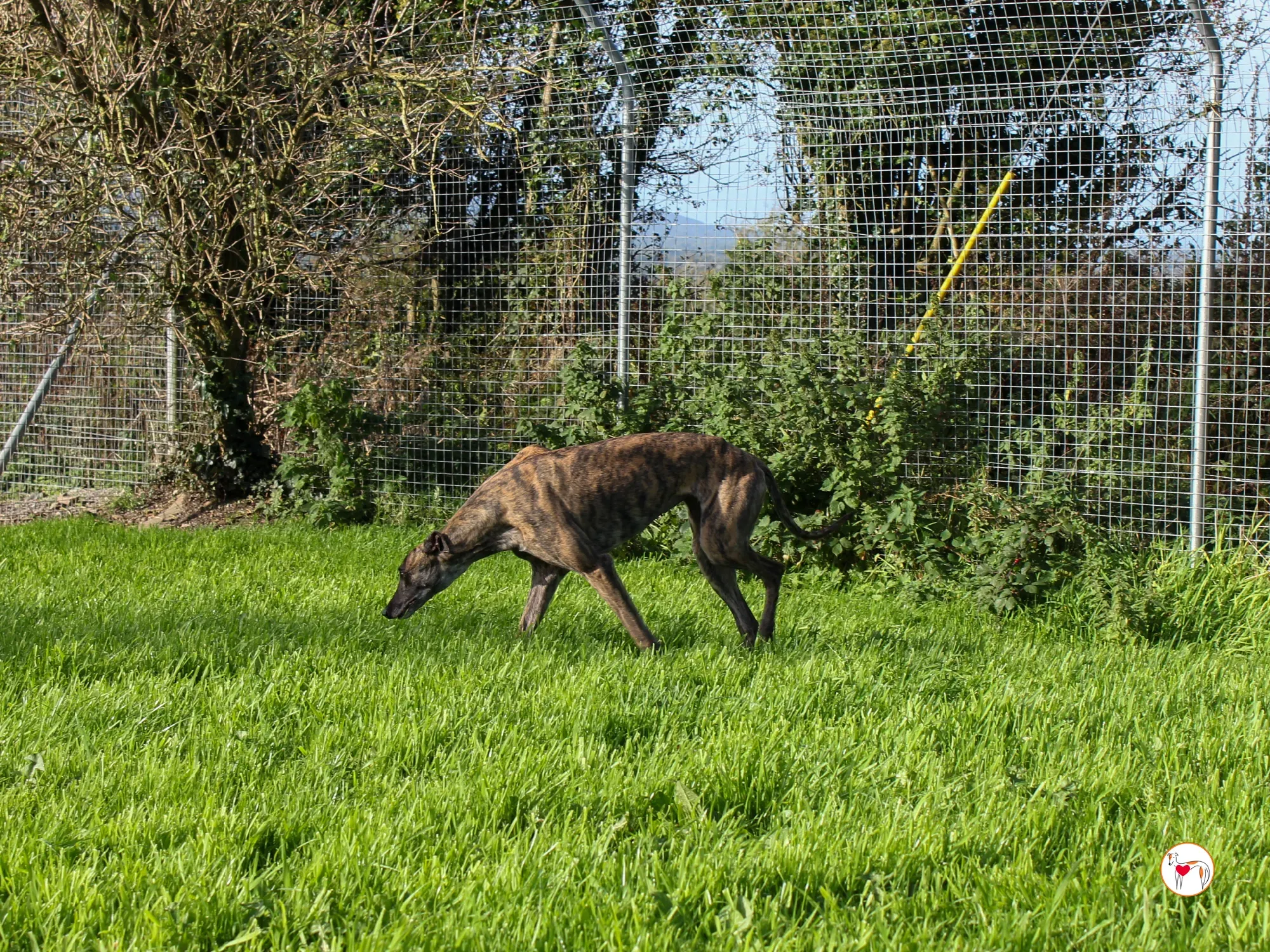 hayley grey adozione 7 1