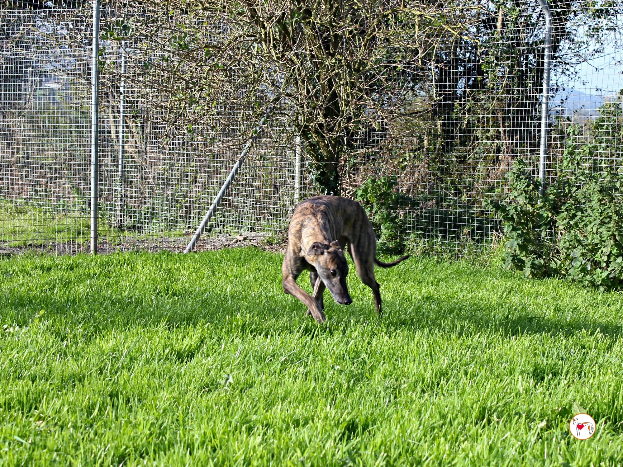 hayley grey adozione 8 1