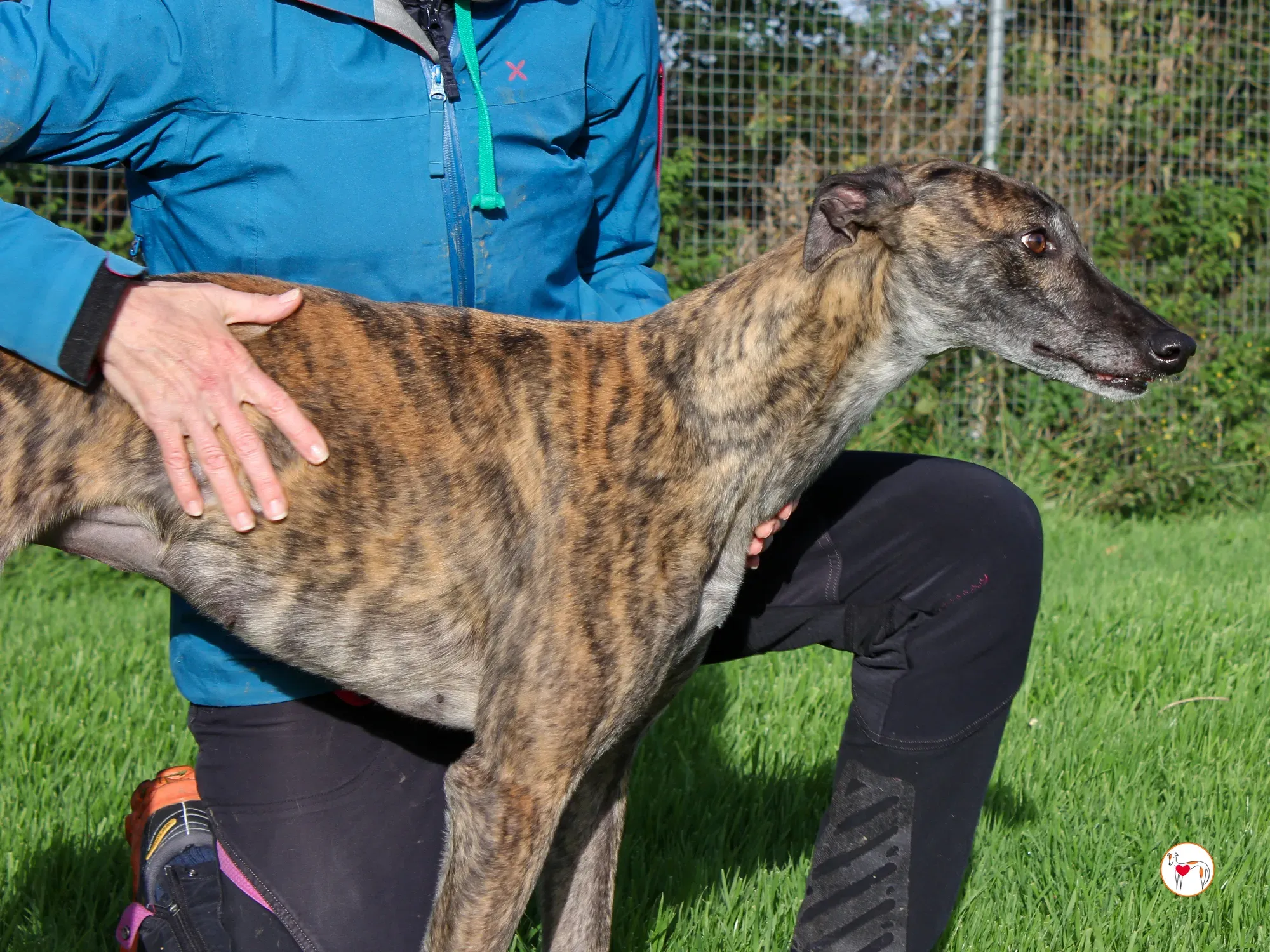 hayley grey adozione 9 1