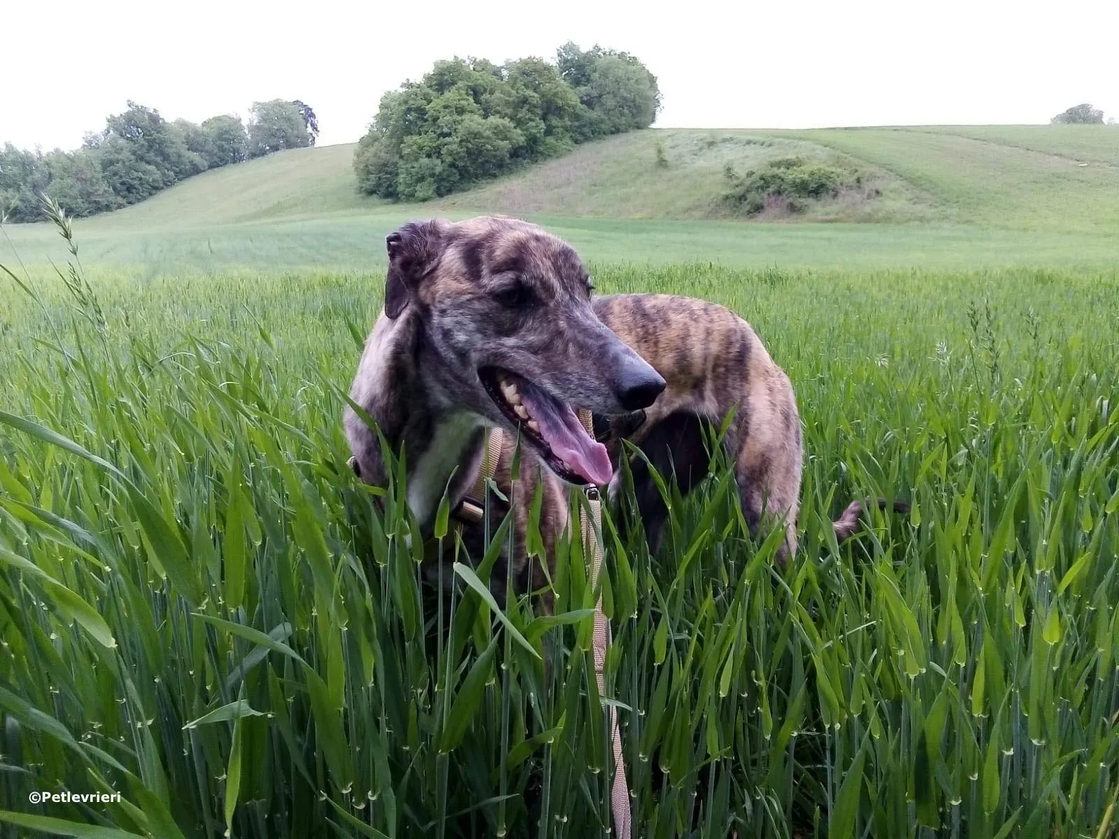 hazel adozione levrieri greyhound 1