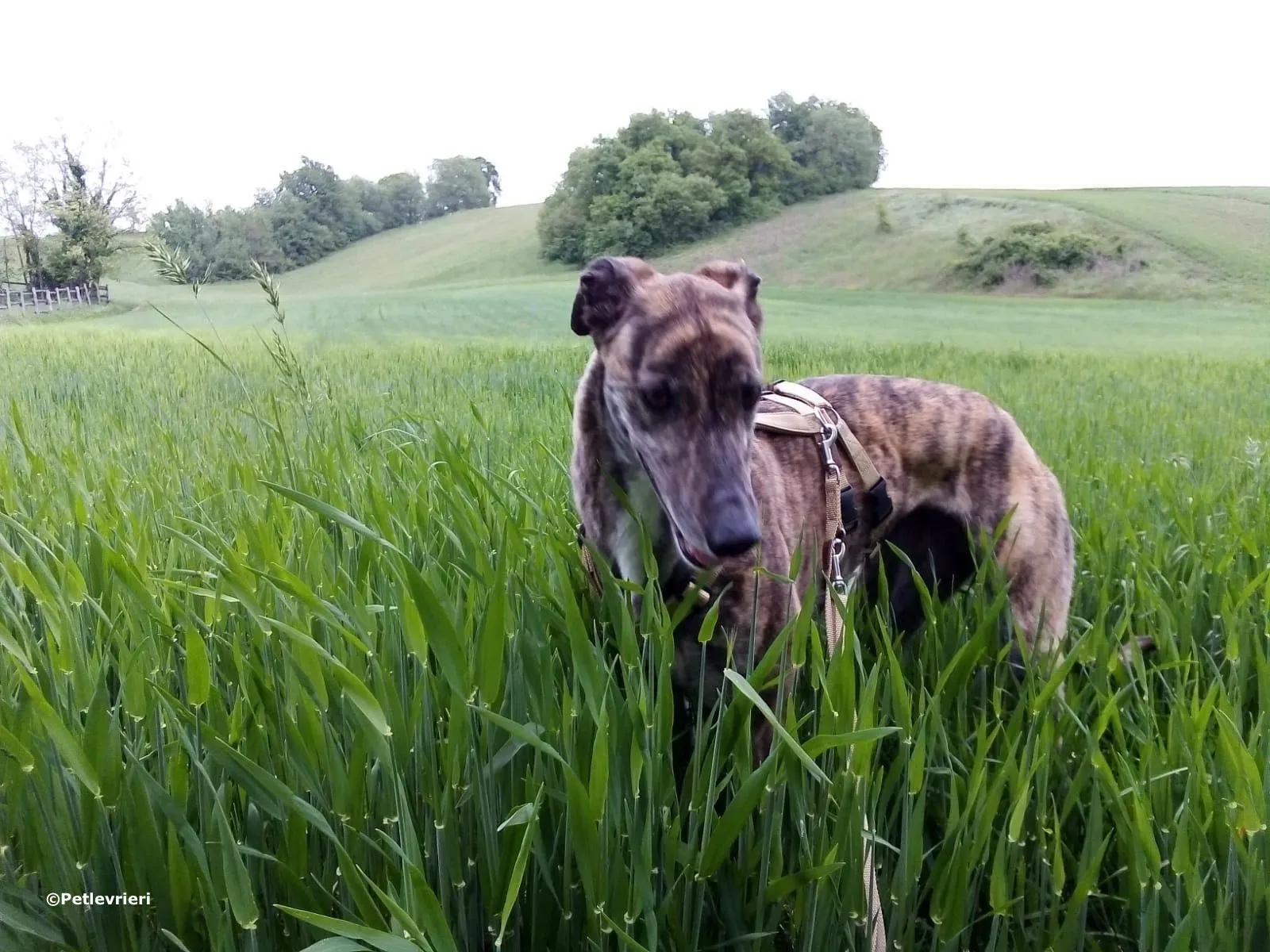 hazel adozione levrieri greyhound 4