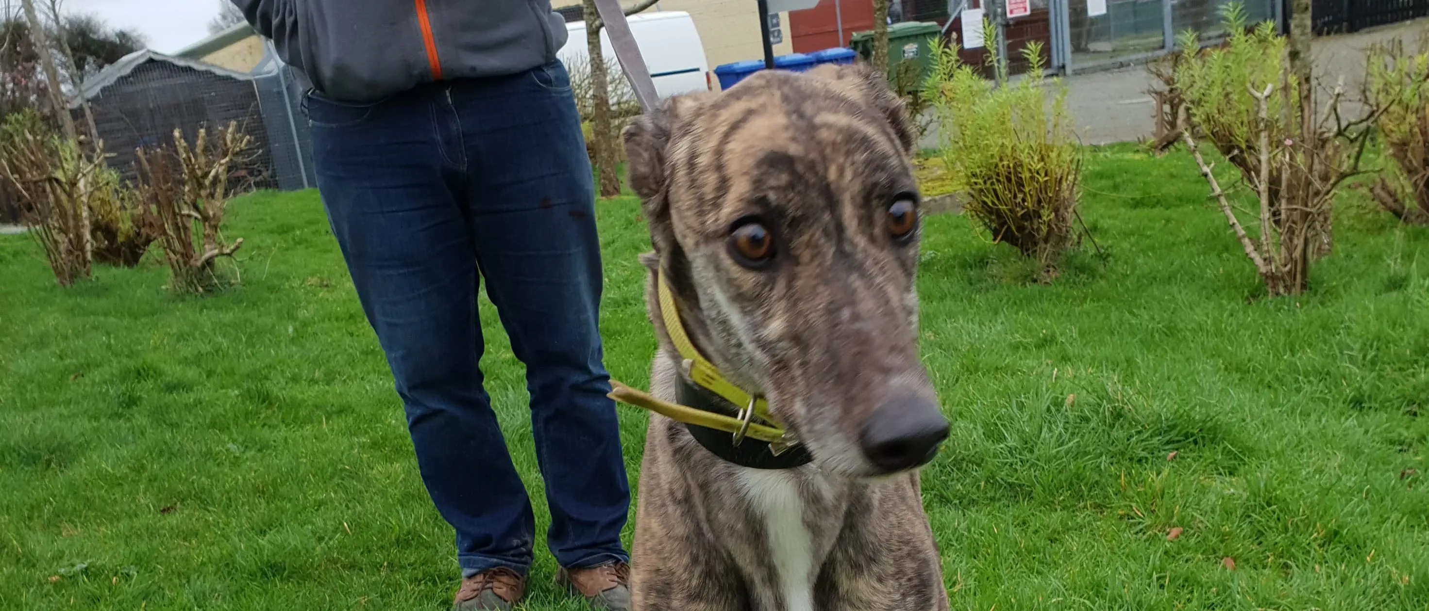 hazel adozione levrieri greyhound 2 e1546976199853