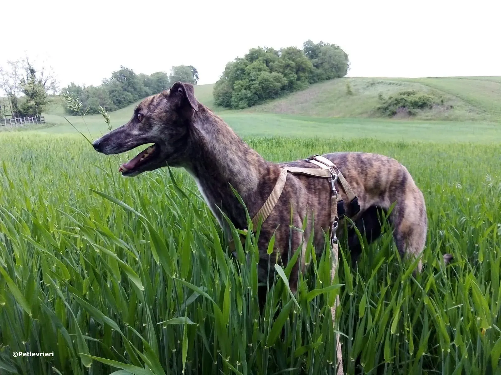 hazel adozione levrieri greyhound 2