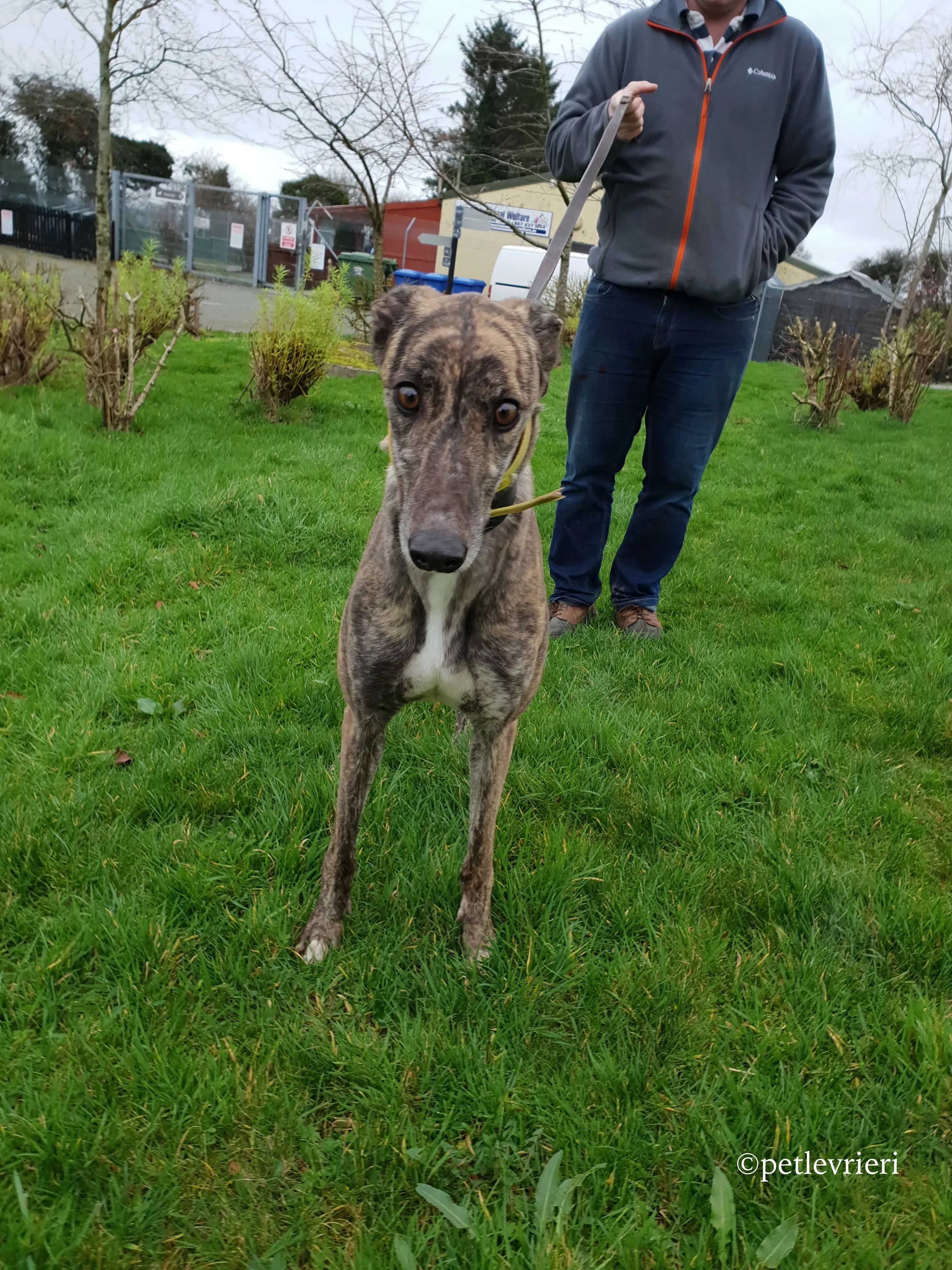 hazel adozione levrieri greyhound 5