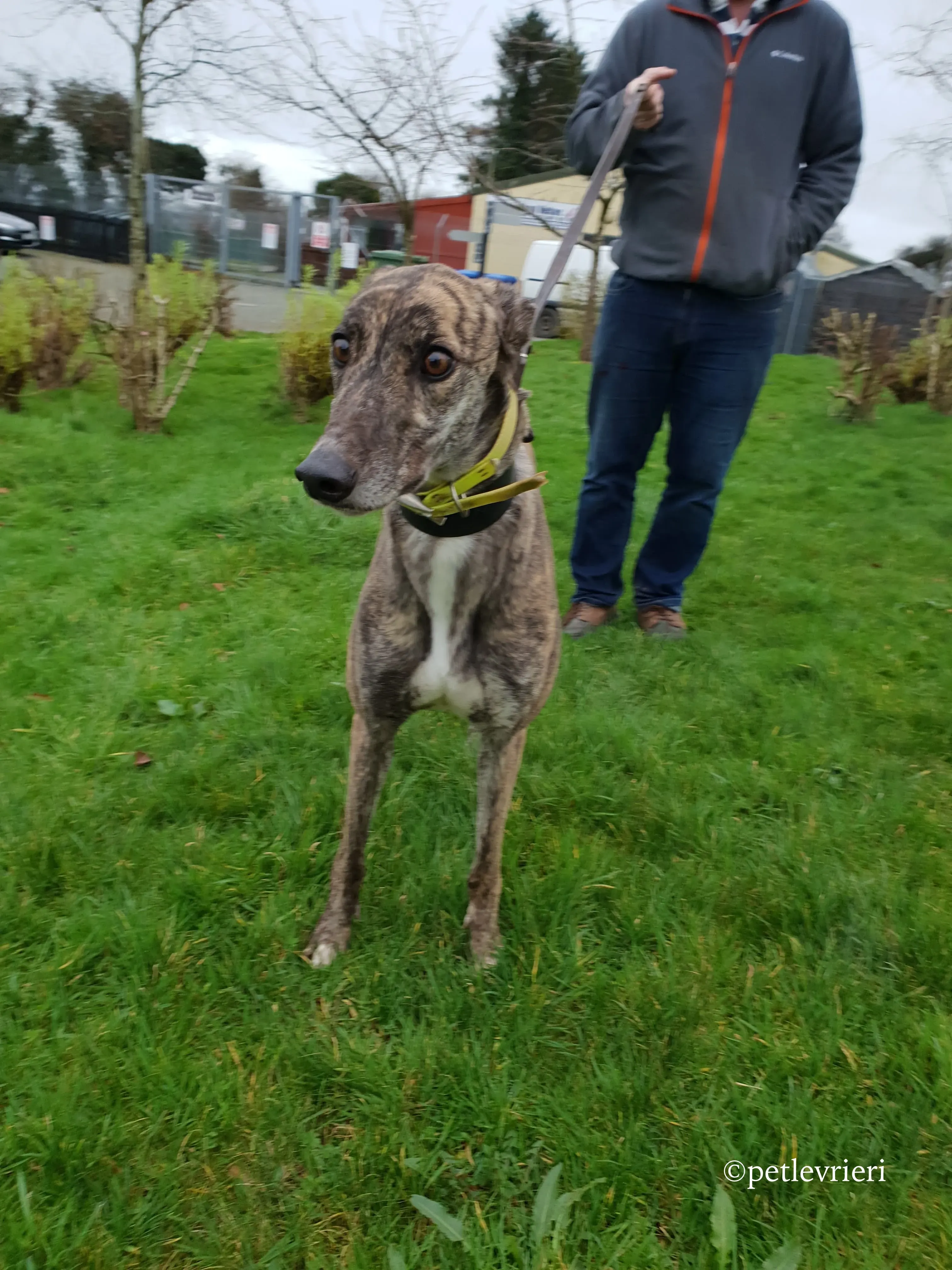 hazel adozione levrieri greyhound 6