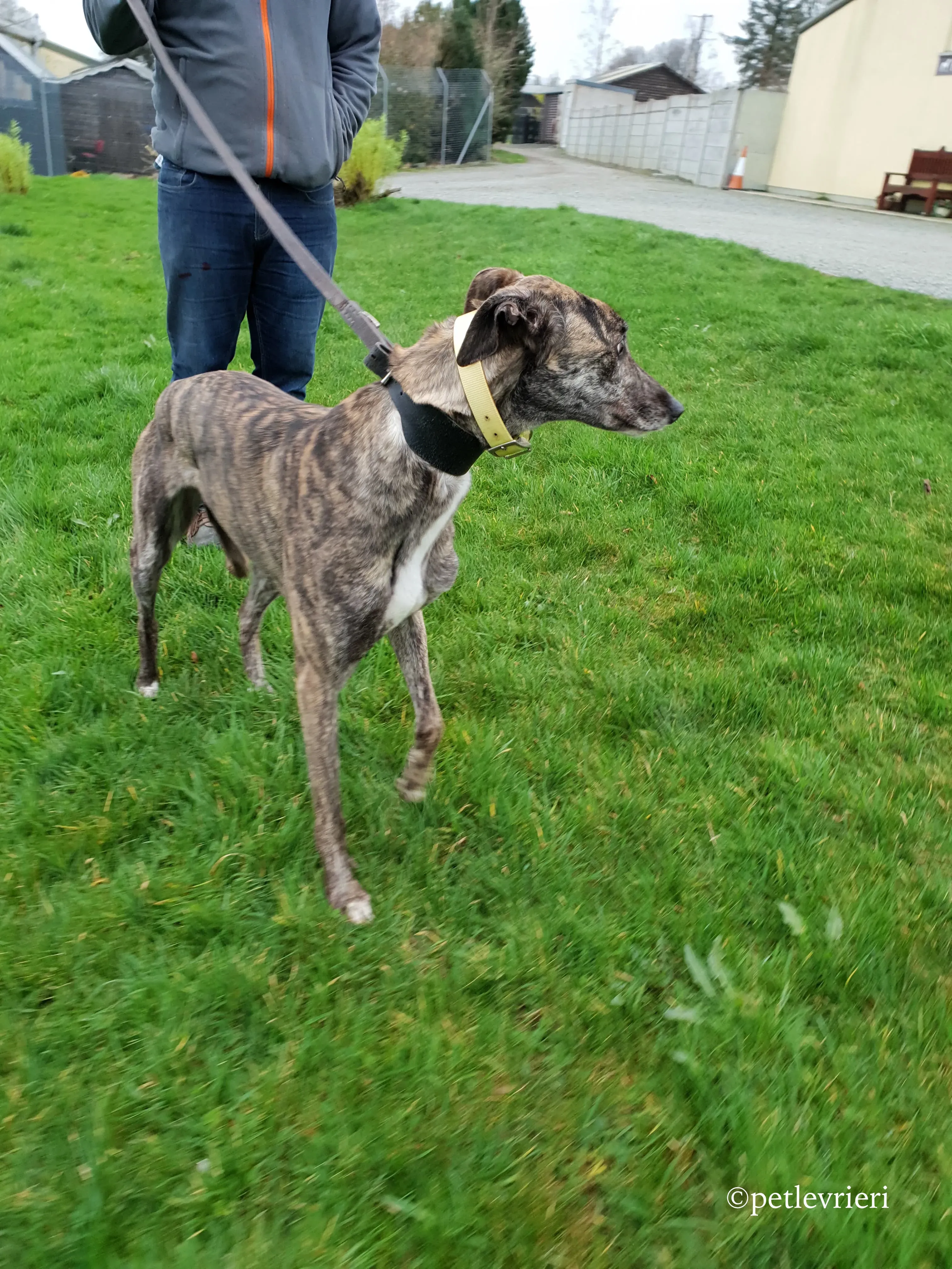 hazel adozione levrieri greyhound 7