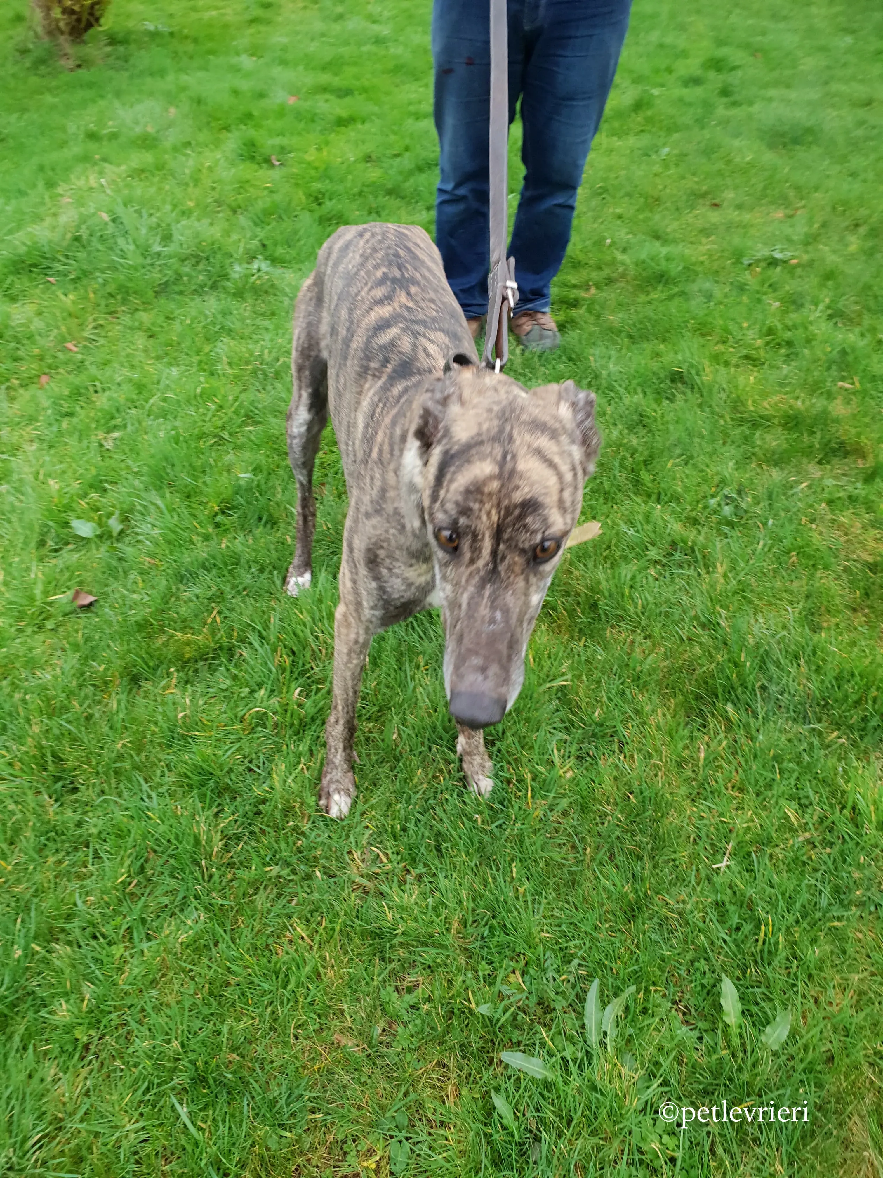 hazel adozione levrieri greyhound 8