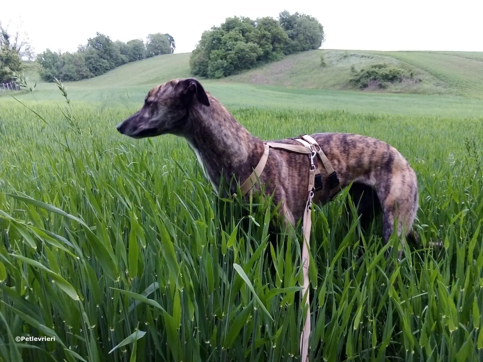 hazel adozione levrieri greyhound 3