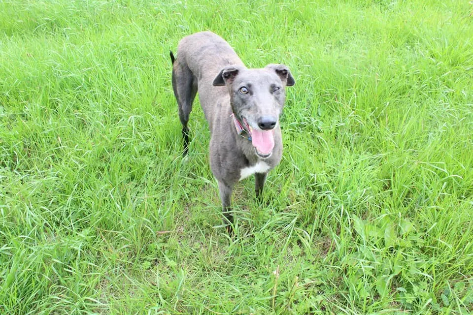 heaven adozione levrieri greyhound