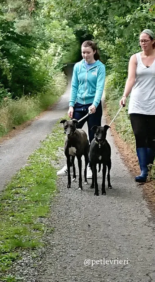 heaven mignon adozione levrieri greyhound