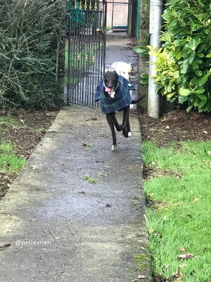 hebpurn adozione greyhound 1