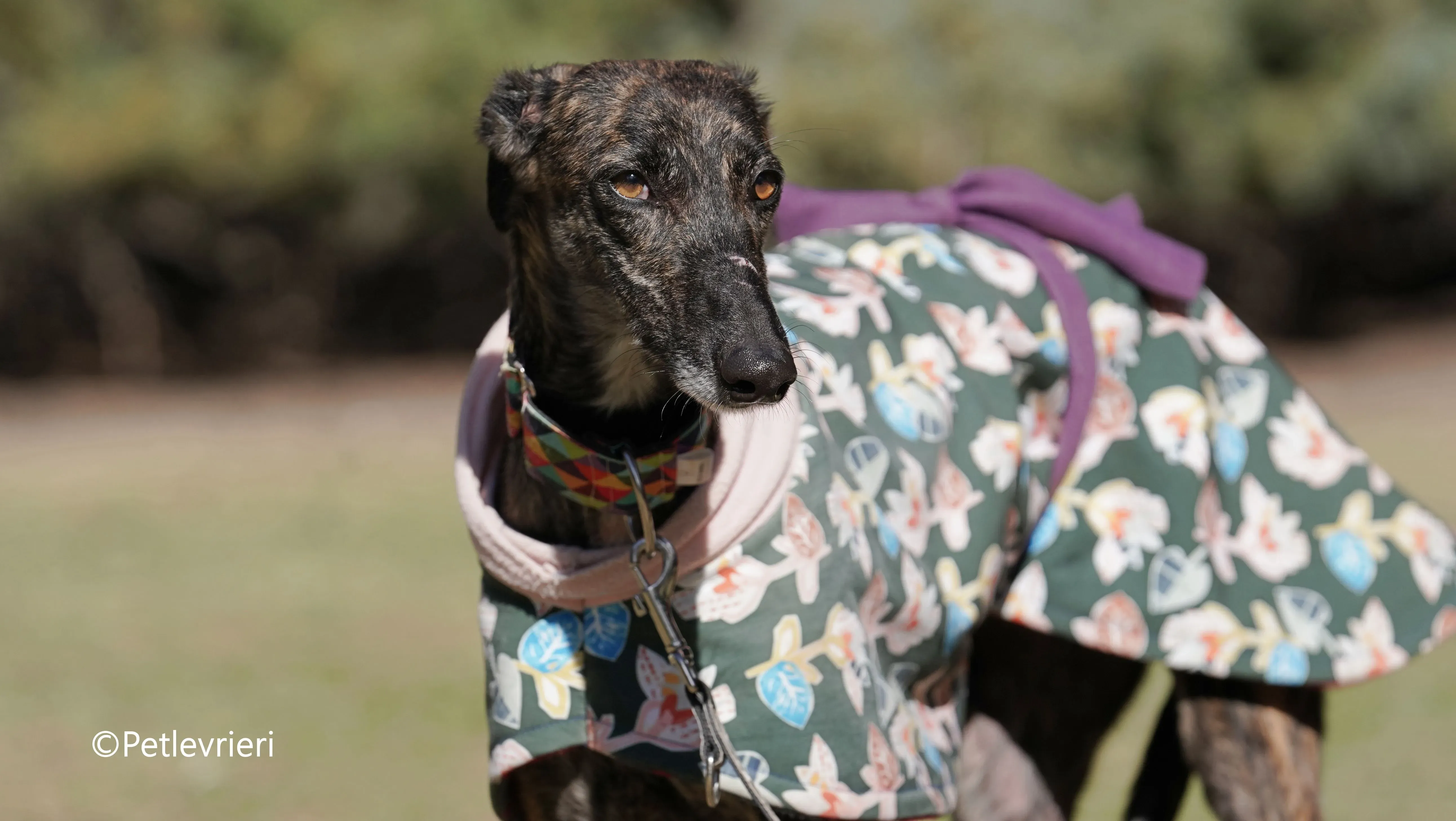 heidi adozione levrieri galgo 1