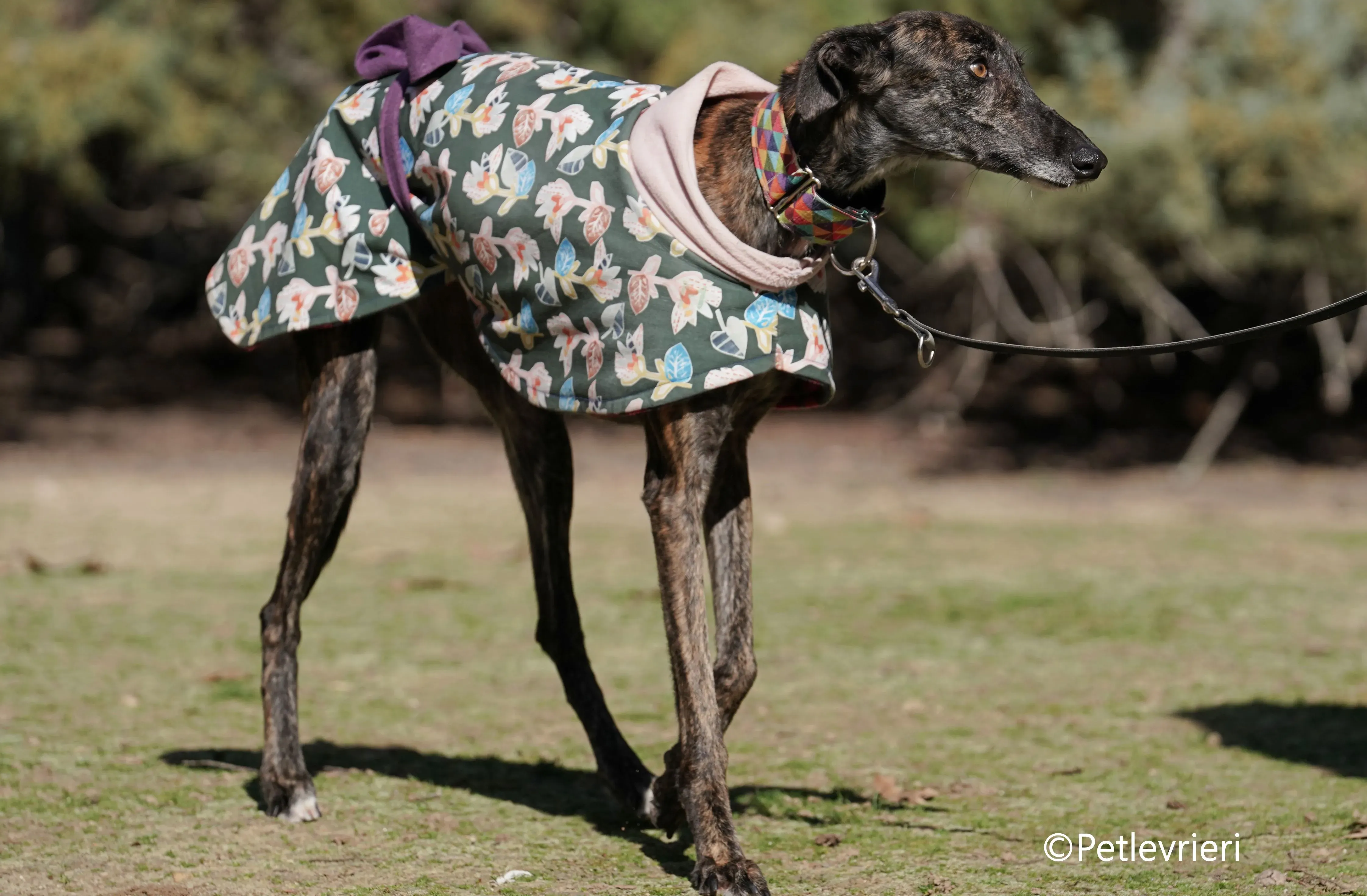 heidi adozione levrieri galgo 10