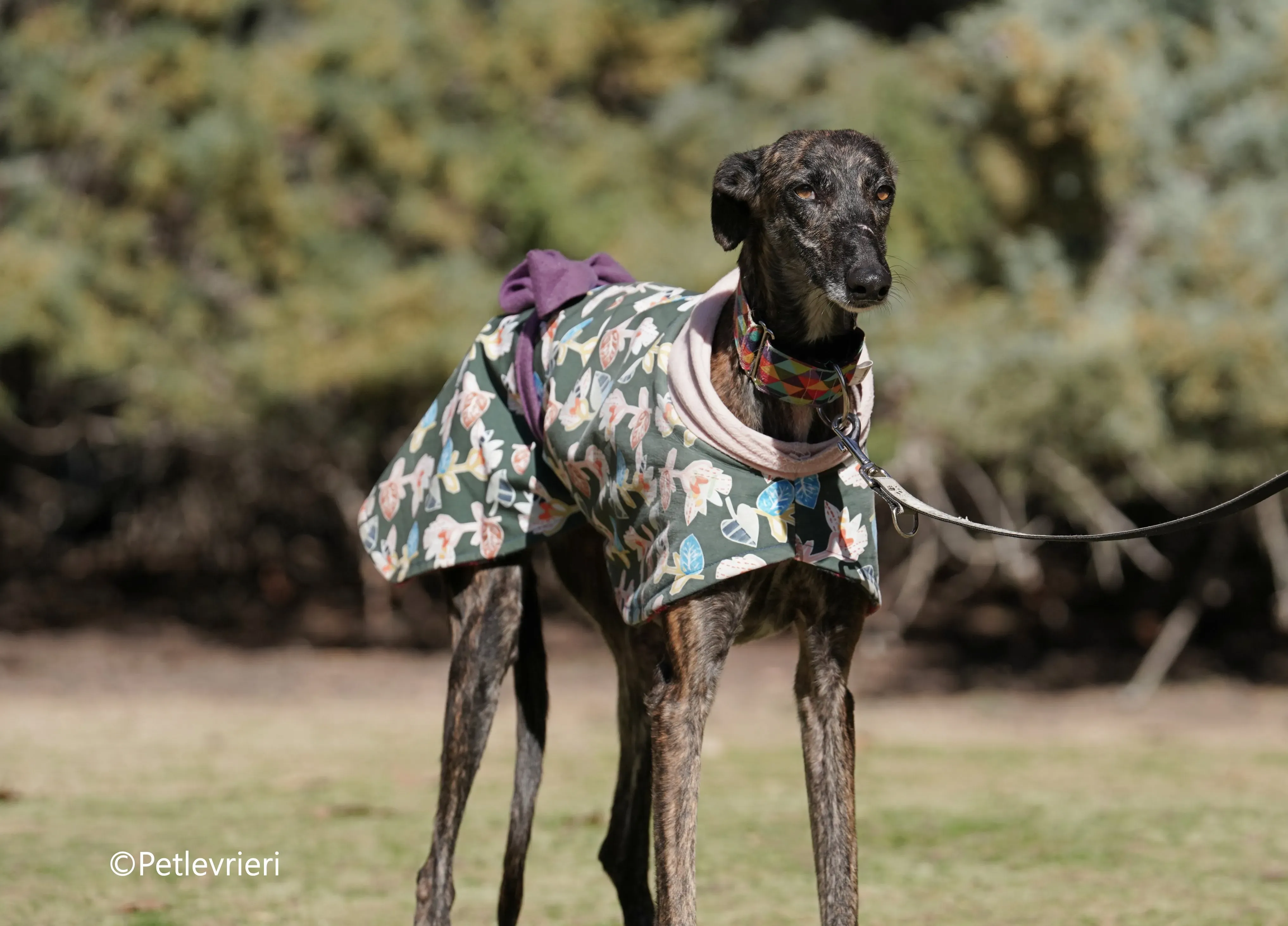 heidi adozione levrieri galgo 11