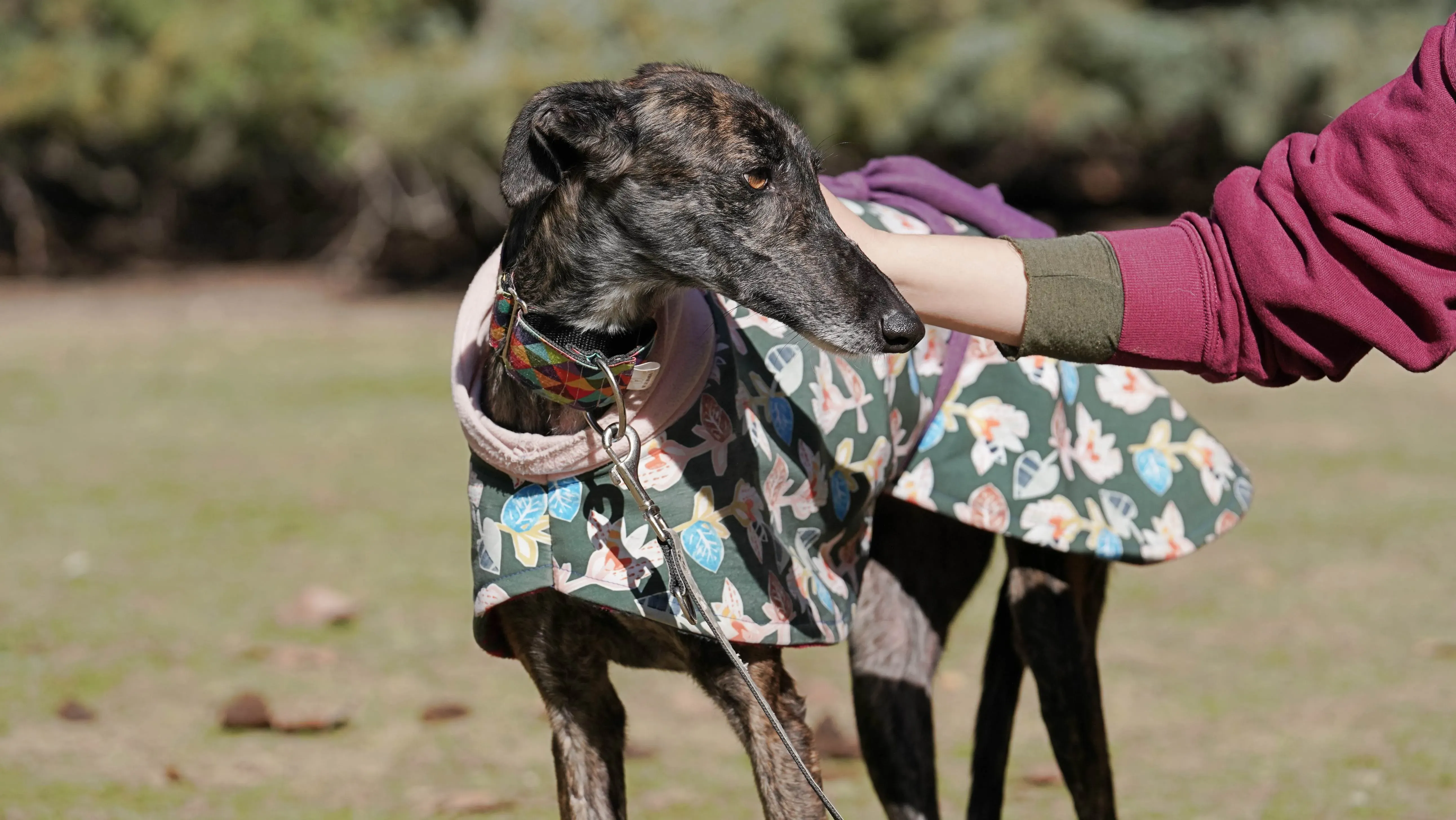 heidi adozione levrieri galgo 12