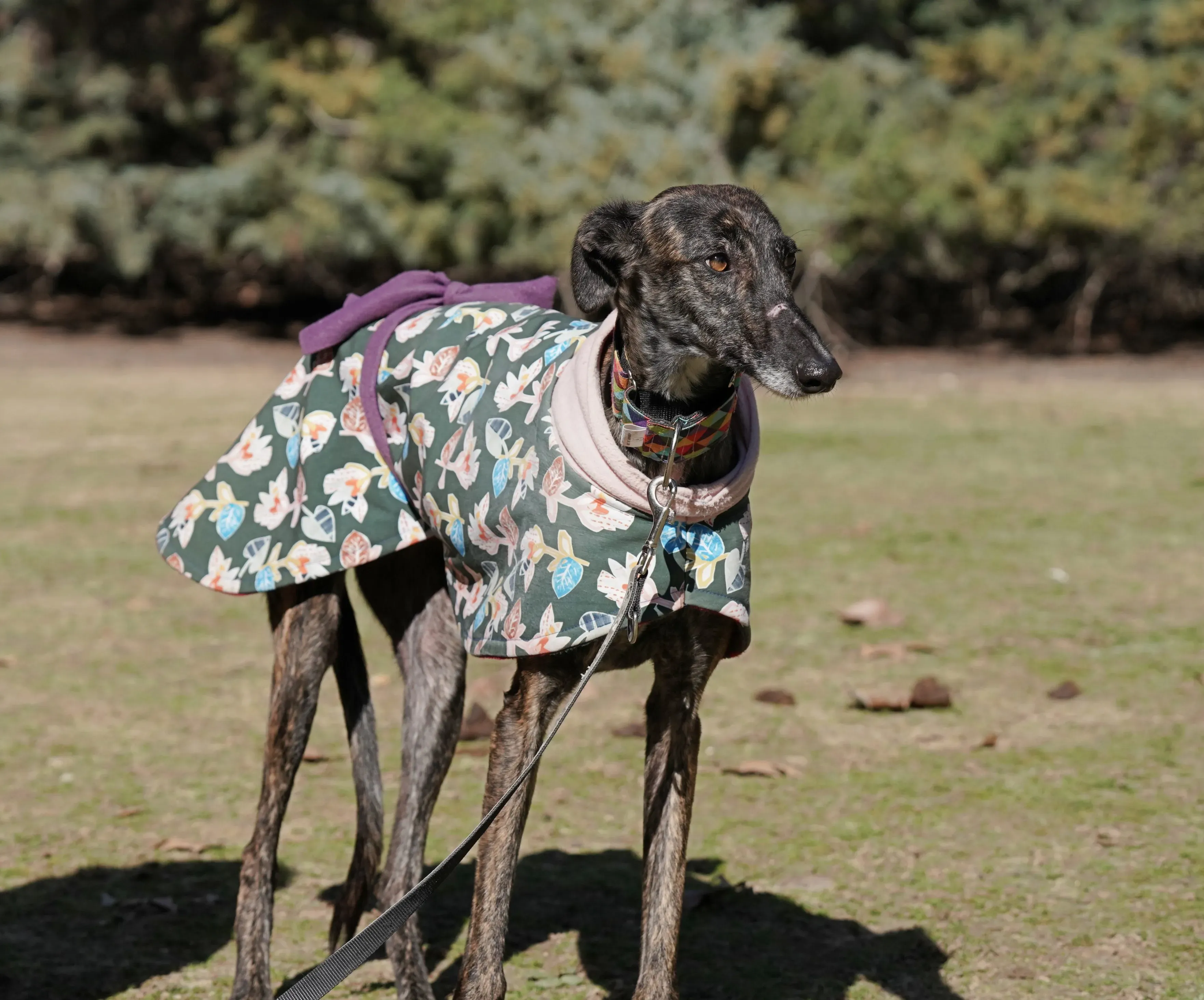 heidi adozione levrieri galgo 13