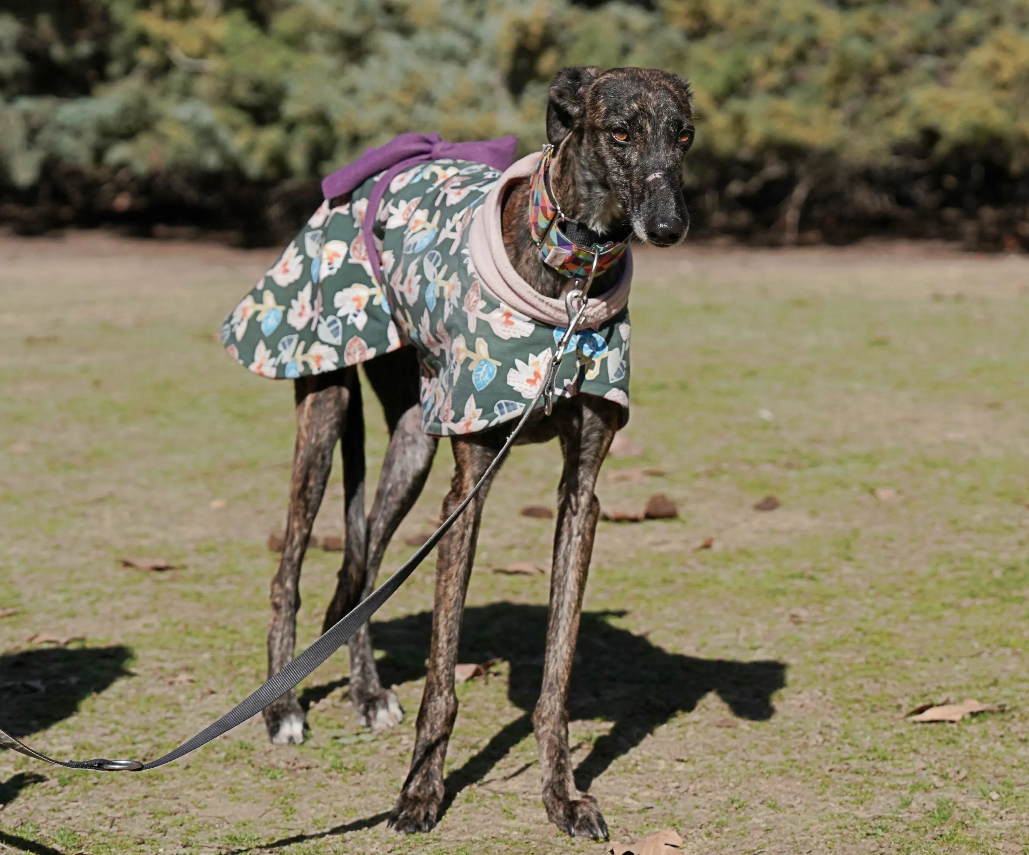 heidi adozione levrieri galgo 14