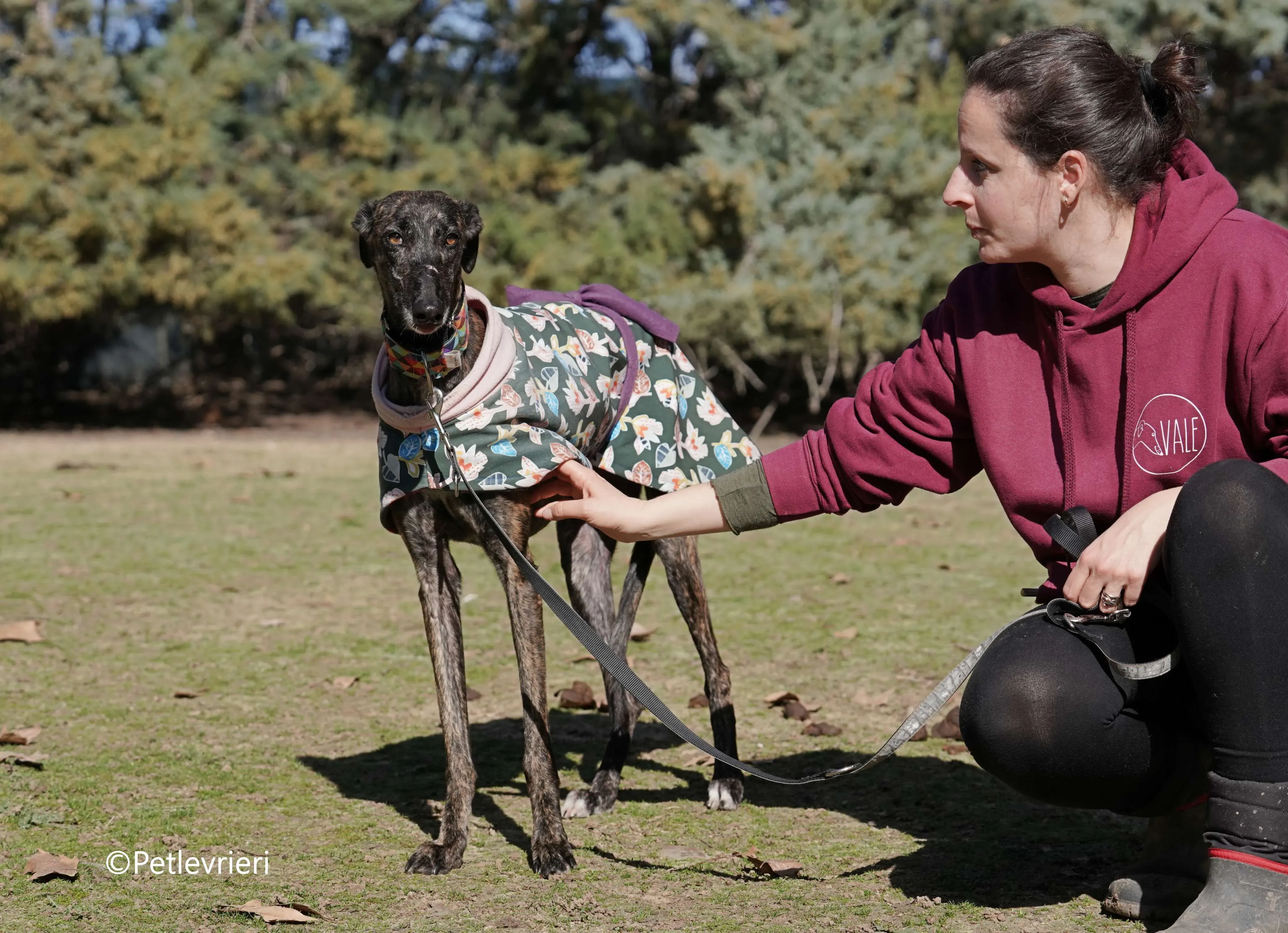 heidi adozione levrieri galgo 15