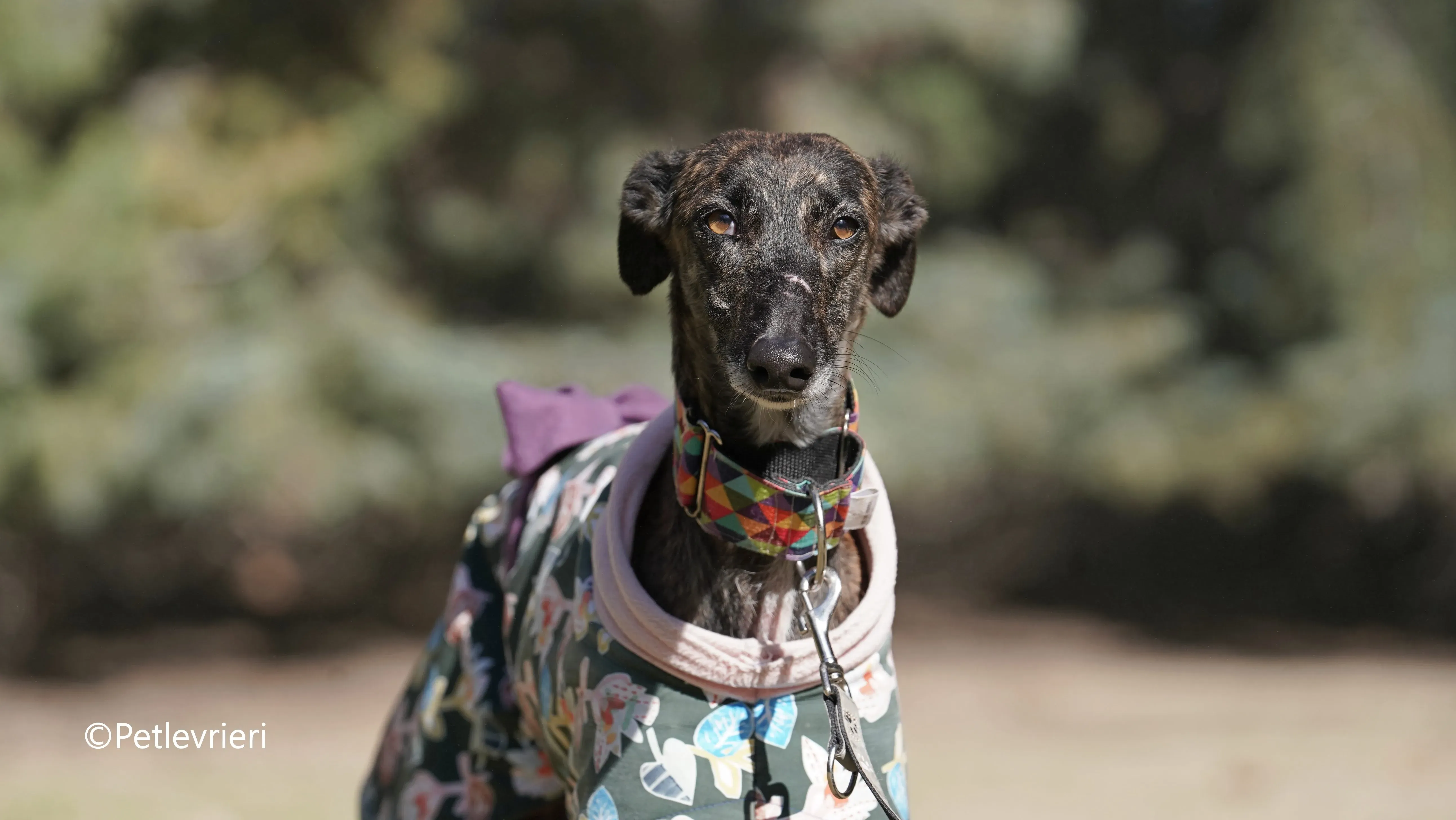 heidi adozione levrieri galgo 2