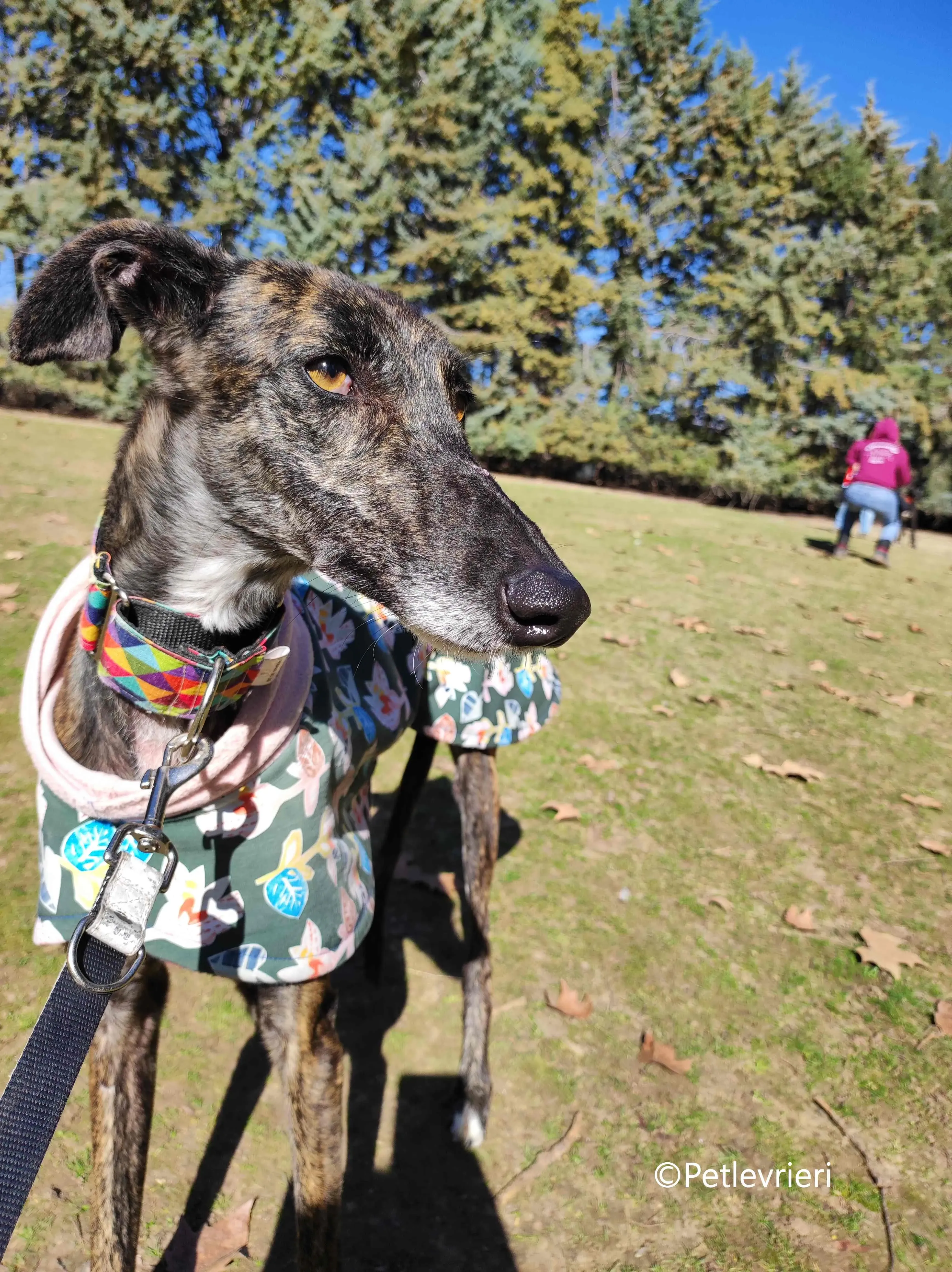 heidi adozione levrieri galgo 3