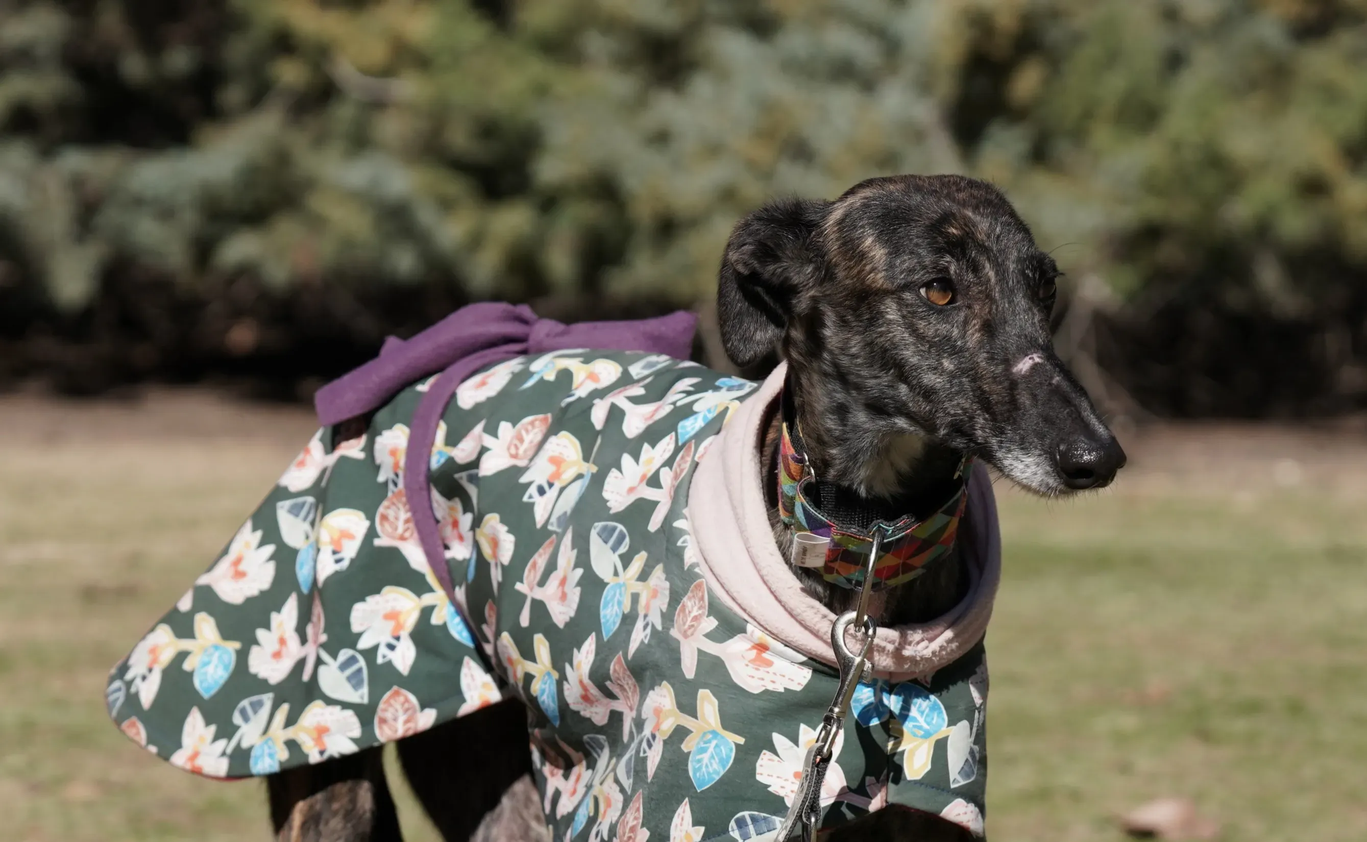 heidi adozione levrieri galgo 4