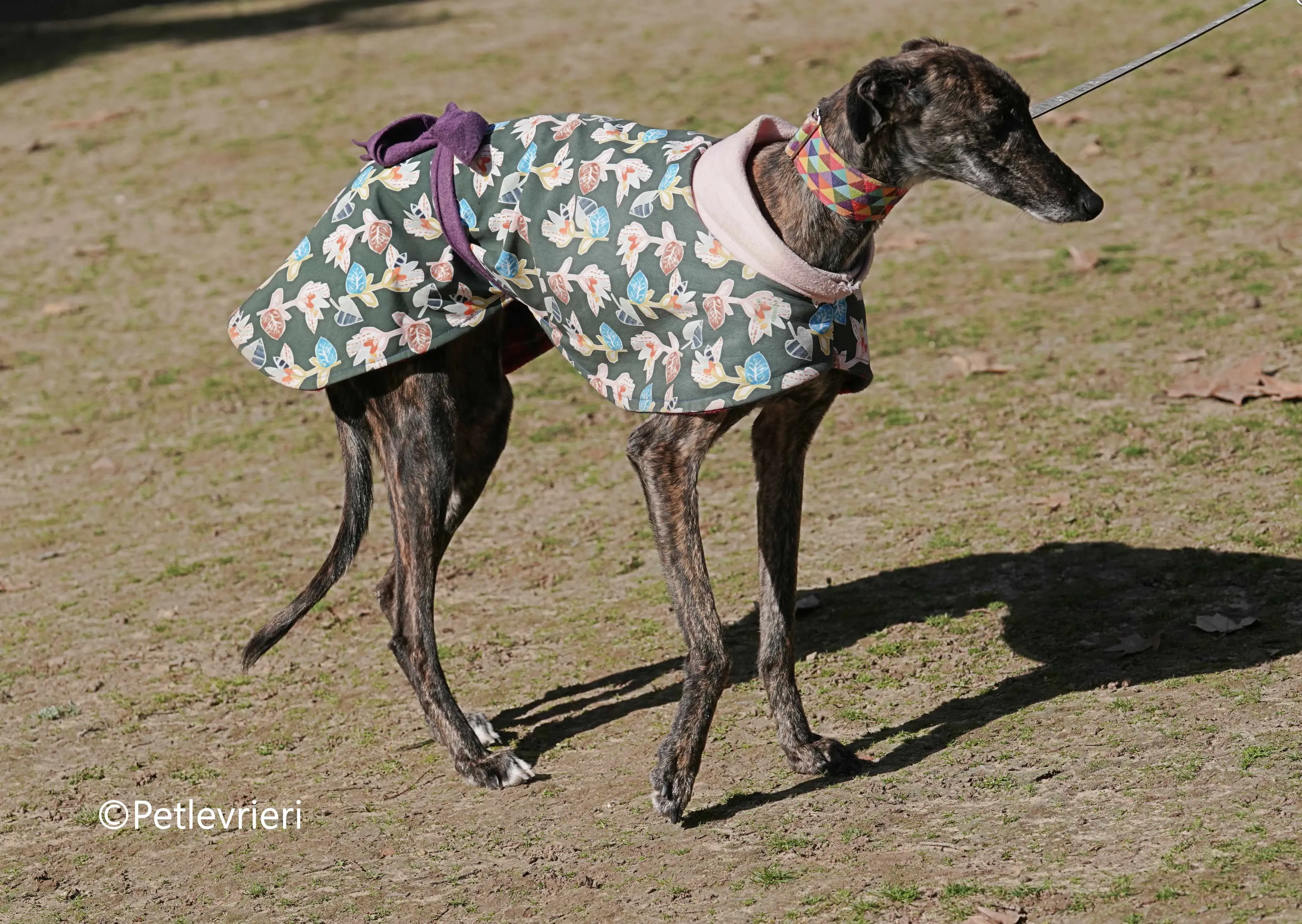 heidi adozione levrieri galgo 5