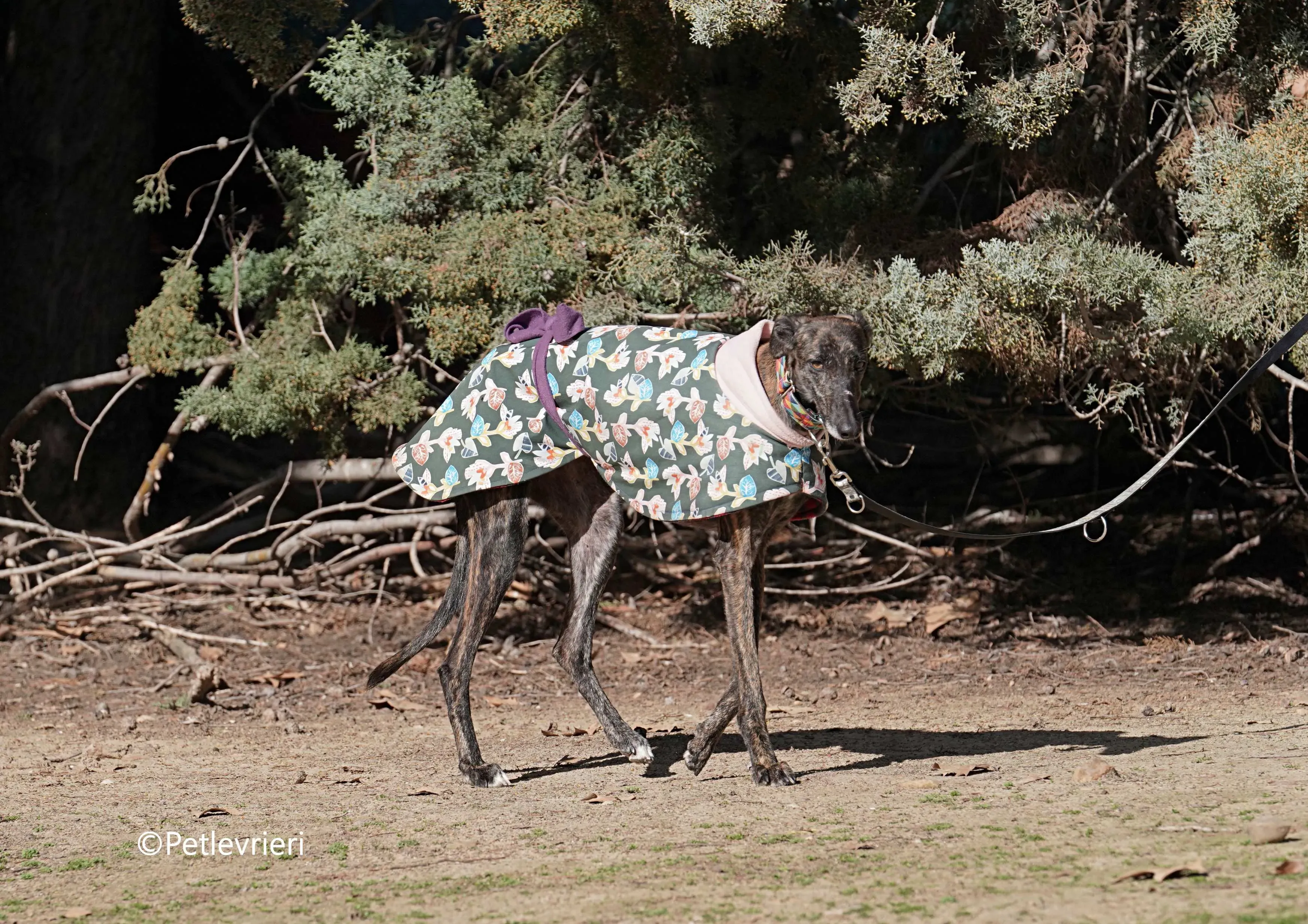 heidi adozione levrieri galgo 6