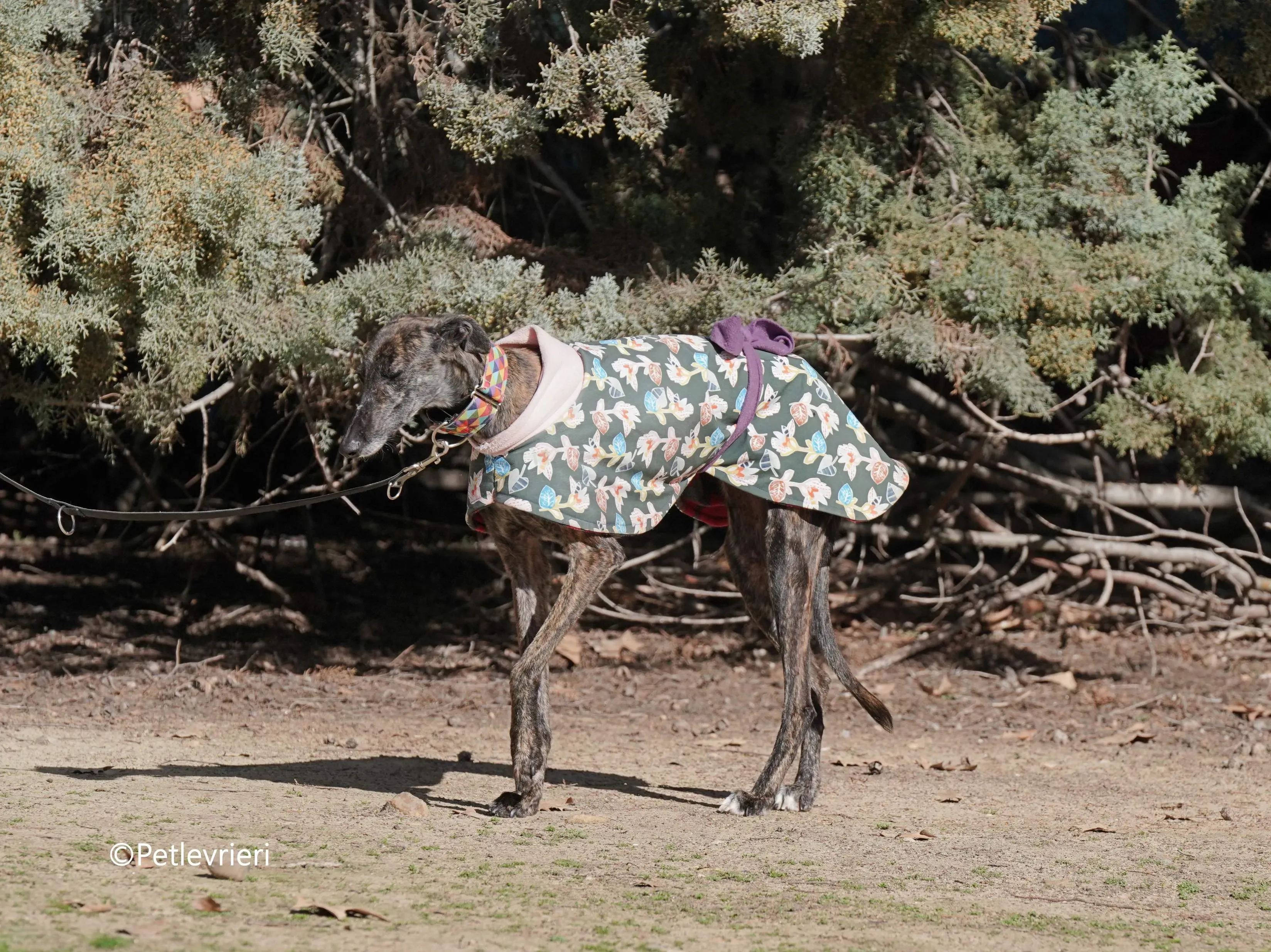 heidi adozione levrieri galgo 7