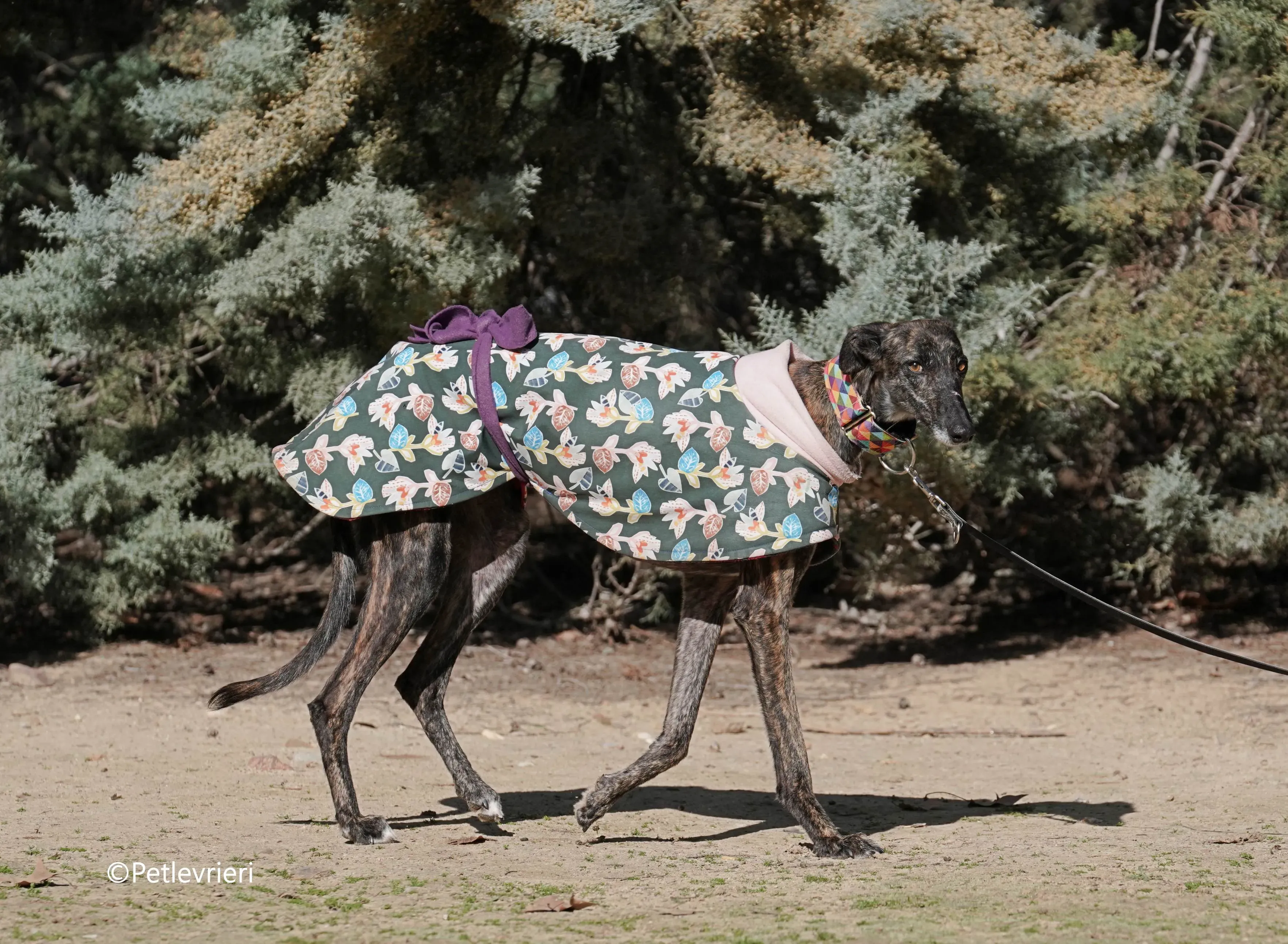 heidi adozione levrieri galgo 8