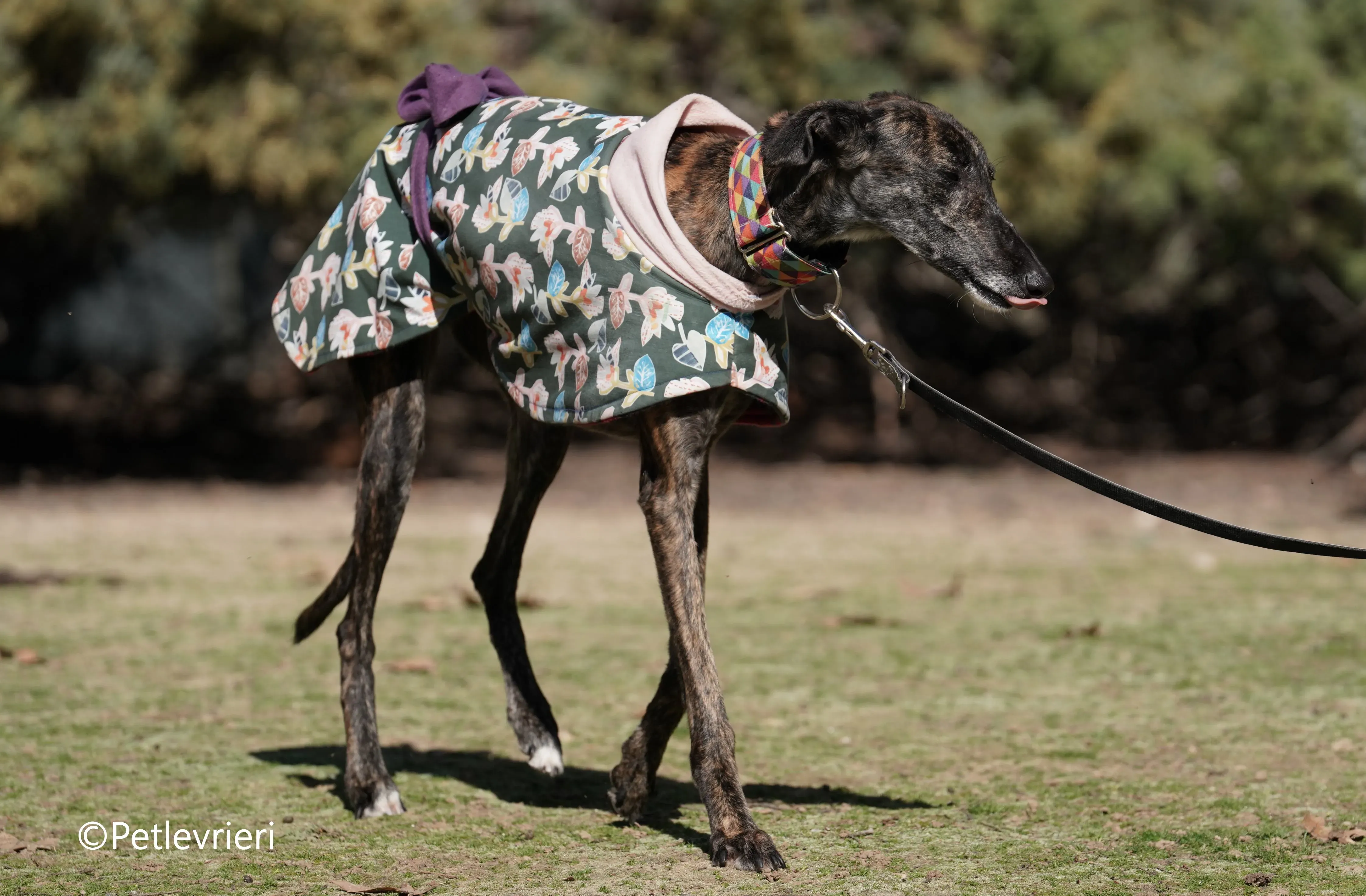 heidi adozione levrieri galgo 9